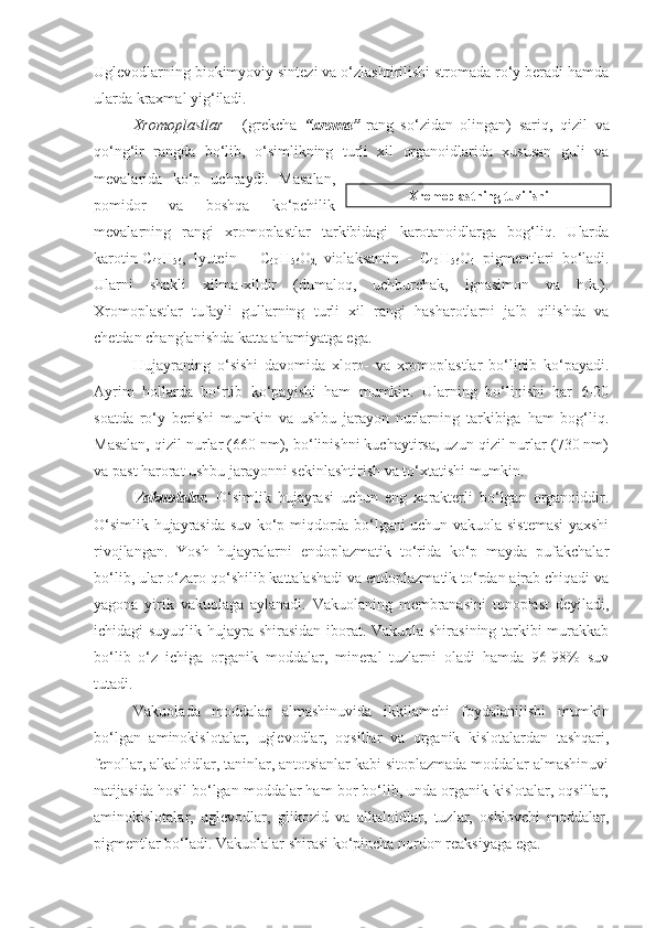 Uglevodlarning biokimyoviy sintezi va o‘zlashtirilishi stromada ro‘y beradi hamda
ularda kraxmal yig‘iladi. 
Xromoplastlar   -   (grekcha   “xroma” -rang   so‘zidan   olingan)   sariq,   qizil   va
qo‘ng‘ir   rangda   bo‘lib,   o‘simlikning   turli   xil   organoidlarida   xususan   guli   va
mevalarida   ko‘p   uchraydi.   Masalan,
pomidor   va   boshqa   ko‘pchilik
mevalarning   rangi   xromoplastlar   tarkibidagi   karotanoidlarga   bog‘liq.   Ularda
karotin-C
40 H
56 ,   lyutein   –   C
40 H
56 O
2,   violaksantin   -   C
40 H
56 O
4   pigmentlari   bo‘ladi.
Ularni   shakli   xilma-xildir   (dumaloq,   uchburchak,   ignasimon   va   h.k.).
Xromoplastlar   tufayli   gullarning   turli   xil   rangi   hasharotlarni   jalb   qilishda   va
chetdan changlanishda katta ahamiyatga ega.
Hujayraning   o‘sishi   davomida   xloro-   va   xromoplastlar   bo‘linib   ko‘payadi.
Ayrim   hollarda   bo‘rtib   ko‘payishi   ham   mumkin.   Ularning   bo‘linishi   har   6-20
soatda   ro‘y   berishi   mumkin   va   ushbu   jarayon   nurlarning   tarkibiga   ham   bog‘liq.
Masalan, qizil nurlar (660 nm), bo‘linishni kuchaytirsa, uzun qizil nurlar (730 nm)
va past harorat ushbu jarayonni sekinlashtirish va to‘xtatishi mumkin.
Vakuolalar.   O‘simlik   hujayrasi   uchun   eng   xarakterli   bo‘lgan   organoiddir.
O‘simlik hujayrasida suv ko‘p miqdorda bo‘lgani uchun vakuola sistemasi  yaxshi
rivojlangan.   Yosh   hujayralarni   endoplazmatik   to‘rida   ko‘p   mayda   pufakchalar
bo‘lib, ular o‘zaro qo‘shilib kattalashadi va endoplazmatik to‘rdan ajrab chiqadi va
yagona   yirik   vakuolaga   aylanadi.   Vakuolaning   membranasini   tonoplast   deyiladi,
ichidagi suyuqlik hujayra shirasidan iborat. Vakuola shirasining tarkibi murakkab
bo‘lib   o‘z   ichiga   organik   moddalar,   mineral   tuzlarni   oladi   hamda   96-98%   suv
tutadi. 
Vakuolada   moddalar   almashinuvida   ikkilamchi   foydalanilishi   mumkin
bo‘lgan   aminokislotalar,   uglevodlar,   oqsillar   va   organik   kislotalardan   tashqari,
fenollar, alkaloidlar, taninlar, antotsianlar kabi sitoplazmada moddalar almashinuvi
natijasida hosil bo‘lgan moddalar ham bor bo‘lib, unda organik kislotalar, oqsillar,
aminokislotalar,   uglevodlar,   glikozid   va   alkaloidlar,   tuzlar,   oshlovchi   moddalar,
pigmentlar bo‘ladi. Vakuolalar shirasi ko‘pincha nordon reaksiyaga ega. Xromoplastning tuzilishi 