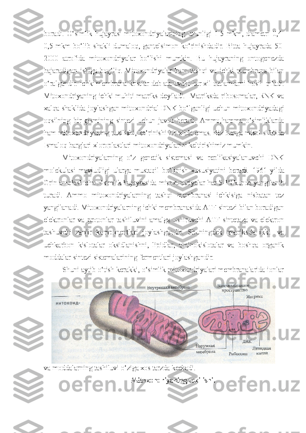 boradi.   O‘simlik   hujayrasi   mitoxondriyalarining   uzunligi   1-5   mkm,   diametri   0,4-
0,5   mkm   bo‘lib   shakli   dumaloq,   gantelsimon   ko‘rinishdadir.   Bitta   hujayrada   50-
2000   atrofida   mitoxondriyalar   bo‘lishi   mumkin.   Bu   hujayraning   ontogenezda
bajaradigan   ishiga   bog‘liq.   Mitoxondriyalar   ham   tashqi   va   ichki   membrana   bilan
o‘ralgandir. Ichki membrana kristlar deb ataluvchi har xil qatlamlarni hosil  qiladi.
Mitoxondriyaning ichki muhiti matriks deyiladi.   Matriksda ribosomalar, RNK va
xalqa shaklida joylashgan mitoxondrial DNK bo‘lganligi uchun mitoxondriyadagi
oqsilning   bir   qismining   sintezi   uchun   javob   beradi.   Ammo,hamma   o‘simliklarda
ham mitoxondriyaning tuzilishi, ko‘rinishi bir xilda emas. Biz bunga misol sifatida
Ismaloq barglari xloroplastlari mitoxondriyalarini keltirishimiz mumkin. 
Mitoxondriyalarning   o‘z   genetik   sistemasi   va   replikasiyalanuvchi   DNK
molekulasi   mavjudligi   ularga   mustaqil   bo‘linish   xususiyatini   beradi.   1961   yilda
Grin aniqlashicha o‘simlik  hujayrasida mitoxondriyalar har 5-10 kunda yangilanib
turadi.   Ammo   mitoxondriyalarning   tashqi   membranasi   ichkisiga   nisbatan   tez
yangilanadi. Mitoxondriyalarning ichki membranasida ATF sintezi bilan boradigan
elektronlar   va   protonlar   tashiluvini   amalga   oshiruvchi   ATF   sintetaza   va   elektron
tashuvchi   zanjir   komponentlari   joylashgandir.   Shuningdek   matriksda   ikki-   va
uchkarbon   kislotalar   oksidlanishni,   lipidlar,   aminokislotalar   va   boshqa   organik
moddalar sintezi sistemalarining fermentlari joylashgandir.
Shuni aytib o‘tish kerakki, o‘simlik mitoxondriyalari membranalarida ionlar
va moddalarning tashiluvi o‘ziga xos tarzda kechadi. 
Mitoxondriyaning tuzilishi . 