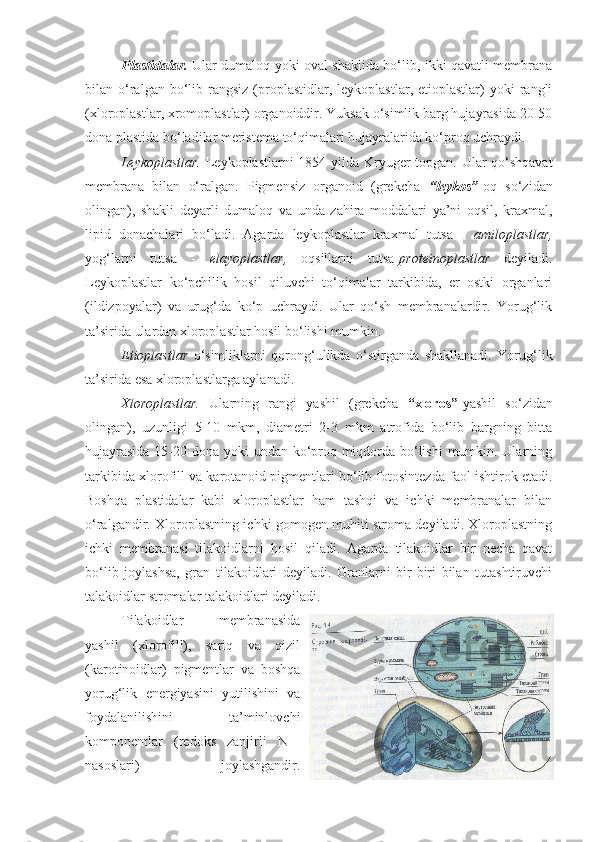 Plastidalar.   Ular dumaloq yoki oval shaklida bo‘lib, ikki qavatli membrana
bilan  o‘ralgan  bo‘lib  rangsiz   (proplastidlar,  leykoplastlar,  etioplastlar)  yoki  rangli
(xloroplastlar, xromoplastlar) organoiddir. Yuksak o‘simlik barg hujayrasida 20-50
dona plastida bo‘ladilar meristema to‘qimalari hujayralarida ko‘proq uchraydi.
Leykoplastlar.   Leykoplastlarni  1854 yilda Kryuger topgan. Ular qo‘shqavat
membrana   bilan   o‘ralgan.   Pigmensiz   organoid   (grekcha   “leykos” -oq   so‘zidan
olingan),   shakli   deyarli   dumaloq   va   unda   zahira   moddalari   ya’ni   oqsil,   kraxmal,
lipid   donachalari   bo‘ladi.   Agarda   leykoplastlar   kraxmal   tutsa   -   amiloplastlar,
yog‘larni   tutsa   -   elayoplastlar,   oqsillarni   tutsa- proteinoplastlar   deyiladi.
Leykoplastlar   ko‘pchilik   hosil   qiluvchi   to‘qimalar   tarkibida,   er   ostki   organlari
(ildizpoyalar)   va   urug‘da   ko‘p   uchraydi.   Ular   qo‘sh   membranalardir.   Yorug‘lik
ta’sirida ulardan xloroplastlar hosil bo‘lishi mumkin.  
Etioplastlar   o‘simliklarni   qorong‘ulikda   o‘stirganda   shakllanadi.   Yorug‘lik
ta’sirida esa xloroplastlarga aylanadi.
Xloroplastlar.   Ularning   rangi   yashil   (grekcha   “xloros” - yashil   so‘zidan
olingan),   uzunligi   5-10   mkm,   diametri   2-3   mkm   atrofida   bo‘lib   bargning   bitta
hujayrasida  15-20 dona yoki undan ko‘proq miqdorda bo‘lishi  mumkin. Ularning
tarkibida xlorofill va karotanoid pigmentlari bo‘lib fotosintezda faol ishtirok etadi.
Boshqa   plastidalar   kabi   xloroplastlar   ham   tashqi   va   ichki   membranalar   bilan
o‘ralgandir. Xloroplastning ichki gomogen muhiti stroma deyiladi. Xloroplastning
ichki   membranasi   tilakoidlarni   hosil   qiladi.   Agarda   tilakoidlar   bir   necha   qavat
bo‘lib   joylashsa,   gran   tilakoidlari   deyiladi.   Granlarni   bir-biri   bilan   tutashtiruvchi
talakoidlar stromalar talakoidlari deyiladi.
Tilakoidlar   membranasida
yashil   (xlorofill),   sariq   va   qizil
(karotinoidlar)   pigmentlar   va   boshqa
yorug‘lik   energiyasini   yutilishini   va
foydalanilishini   ta’minlovchi
komponentlar   (redoks   zanjirli   N+-
nasoslari)   joylashgandir. 