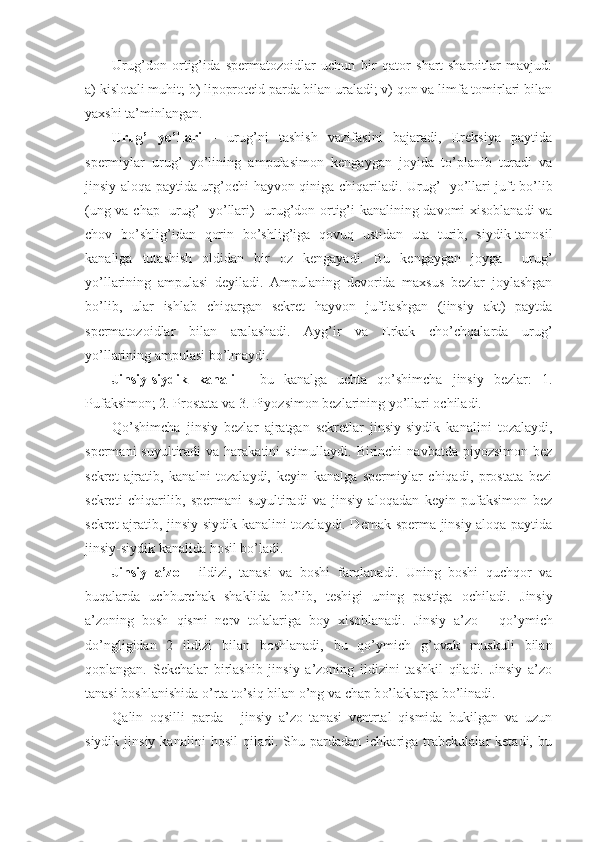 Urug’don   ortig’ida   spermatozoidlar   uchun   bir   qator   shart-sharoitlar   mavjud:
a) kislotali muhit; b) lipoproteid parda bilan uraladi; v) qon va limfa tomirlari bilan
yaxshi ta’minlangan.
Urug’   yo’llari   -   urug’ni   tashish   vazifasini   bajaradi,   Ereksiya   paytida
spermiylar   urug’   yo’lining   ampulasimon   kengaygan   joyida   to’planib   turadi   va
jinsiy aloqa paytida urg’ochi hayvon qiniga chiqariladi.   Urug’   yo’llari juft bo’lib
(ung va chap   urug’   yo’llari)   urug’don ortig’i kanalining davomi xisoblanadi va
chov   bo’shlig’idan   qorin   bo’shlig’iga   qovuq   ustidan   uta   turib,   siydik-tanosil
kanaliga   tutashish   oldidan   bir   oz   kengayadi.   Bu   kengaygan   joyga     urug’
yo’llarining   ampulasi   deyiladi.   Ampulaning   devorida   maxsus   bezlar   joylashgan
bo’lib,   ular   ishlab   chiqargan   sekret   hayvon   juftlashgan   (jinsiy   akt)   paytda
spermatozoidlar   bilan   aralashadi.   Ayg’ir   va   Erkak   cho’chqalarda   urug’
yo’llarining ampulasi bo’lmaydi.
Jinsiy-siydik   kanali   -   bu   kanalga   uchta   qo’shimcha   jinsiy   bezlar:   1.
Pufaksimon; 2. Prostata va 3. Piyozsimon bezlarining yo’llari ochiladi.
Qo’shimcha   jinsiy   bezlar   ajratgan   sekretlar   jinsiy-siydik   kanalini   tozalaydi,
spermani   suyultiradi   va  harakatini   stimullaydi.  Birinchi  navbatda  piyozsimon  bez
sekret   ajratib,   kanalni   tozalaydi,   keyin   kanalga   spermiylar   chiqadi,   prostata   bezi
sekreti   chiqarilib,   spermani   suyultiradi   va   jinsiy   aloqadan   keyin   pufaksimon   bez
sekret ajratib, jinsiy-siydik kanalini tozalaydi. Demak sperma jinsiy aloqa paytida
jinsiy-siydik kanalida hosil bo’ladi.
Jinsiy   a’zo   -   ildizi,   tanasi   va   boshi   farqlanadi.   Uning   boshi   quchqor   va
buqalarda   uchburchak   shaklida   bo’lib,   teshigi   uning   pastiga   ochiladi.   Jinsiy
a’zoning   bosh   q ismi   nerv   tolalariga   boy   xisoblanadi.   Jinsiy   a’zo   -   qo’ymich
d o’ ngligidan   2   ildizi   bilan   boshlanadi,   bu   qo’ymich   g’ovak   muskuli   bilan
q oplangan.   Sekchalar   birlashib   jinsiy   a’zoning   ildizini   tashkil   qiladi.   Jinsiy   a’zo
tanasi boshlanishida  o’ rta t o’ siq bilan  o’ ng va chap b o’la klarga b o’ linadi.
Q alin   oqsilli   parda   -   jinsiy   a’zo   tanasi   ventrtal   qismida   bukilgan   va   uzun
siydik   jinsiy   kanalini   hosil   qiladi.  Shu   pardadan   ichkariga   trabekulalar   ketadi,  bu 
