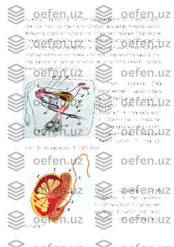 Bu   vaqtda   jinsiy   a’zoning   bosh   qismidagi   nerv   yelementlari   qo’zg’alib,   tegishli
nerv tolasi   orqali  orqa miyaning  bel-dumg’aza  Eyakulyasiya   markaziga  uzatiladi.
Markazning qo’zg’alishi  natijasida hosil  bo’lgan javob reaksiyasi  jinsiy bezlar va
jinsiy a’zoning muskullariga uzatiladi va oqibatida  urug’don ortig’i, urug’ yo’llari,
qo’shimcha jinsiy bezlar va siydik-tanosil kanalining muskullari qisqarib, urug’don
ortig’idagi   spermatozoidlar   massasi   qo’shimcha   jinsiy   bezlarning   suyuqligi   bilan
birga   siydik-tanosil   kanaliga   chiqariladi   va   uning   ritmik   qisqarishi   natijasida
sperma tashqariga (qinga) tukiladi.
3-rasm.   Buqalarda   jinsiy
a’zolar sxemasi 
1. Buyraklar. 2. Siydik
yo’li.   3.   Siydik   xaltasi.   4.Urug’donlar.
5.Urug’don   ortig’i.   6.   Yarg’oq.
7.Urug’   yo’li.   8.   Jinsiy-siydik   kanali.
9.   Pufaksimon   bez.   10.   Prostata   bezi.
11.   Jinsiy-siydik kanalining tos qismi .
12. Piyozsimon bez .  13.   Jinsiy   a’zoni
S-simon   buralishi .   14.   Jinsiy   a’zo
boshi.  15. Prepusiya xaltasi.  16.To’g’ri ichak.
4-rasm.   Urug’donning   tuzilishi.
1.Trabekulalar.   2.   Yegri   kanalchalar.
3.To’g’ri  kanalchalar.  4.Urug’  saqlovchi
kanalchalar.   5.Urug’don   ortig’i   kanali .
6.Urug’don   ortig’i   dumining   kanali .
7.Urug’ yo’li.  