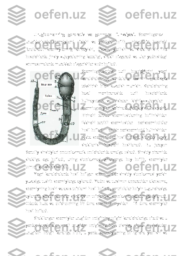 U rug’donlarning   generativ   va   g o rmon al   funksiyasi.   Spermiogenez   -
urug’donlarda   spermiylarni   o’sishi   va   yetilishi   bo’lib,   uning   to’rt   bosqichi
farqlanadi:   spermiylarning   ko’payishi,   o’sishi,   yetilishi   va   shakillanishi.   Bu
bosqichlarda   jinsiy   xujayralarning   kattaligi,   shakli   o’zgaradi   va   ular   yadrosidagi
xromasomalarda murakkab o’zgarishlar sodir bo’ladi.
Spermiogenezning   turli   bosqichlarini   yegri
kanalchalarning   kundalang   kesimini   gistologik
tekshirish   bilan   kuzatish   mumkin.   Kanalchaning
bazal   membranasida   turli   bosqichlarda
bulinayotgan   va   nisbatan   kichik   xujayralar   -
spermiogoniylar   ko’rinadi   (ko’payish   bosqichi).
Birinchi   tartibli   spermiositlarning   bo’linishidan
ikkinchi   tartibli   spermiositlar   -   perispermiotidlar
hosil   bo’ladi.   Har   bir   perispermiotid  bulinishidan
ikkita   spermiotidlar   hosil   bo’ladi,   shundan   keyin
shakllanish   bosqichi   boshlanadi.   Bu   jarayon
Sertoliy sinsitiylari protoplazmatik orolchalarida amalga oshadi. Sinsitiy piramida
shakliga   ega   bo’ladi,   uning   sitoplazmasi   glikogenga   boy   bo’lib,   spermiylar
tomonidan o’zlashtiriladi.
Yegri   kanalchalarda   hosil   bo’lgan   spermiotidlar   sinsitiy   sitoplazmasi   yerkin
yuzasiga  tushib spermiylarga aylanadi. Yadro va tursimon apparatidan akrosoma,
spermiyning boshi va asos to’plami hosil bo’ladi, sentriolalar bo’yin tugunchasiga
aylanadi,   xondriosomalar   spiralsimon   to’plamga,   sitoplazma   esa   dumga   aylanadi.
Odatda   buqa   va   qo’chqorning   bir   dona   spermiogoniysidan       16   dona   spermiylar
hosil bo’ladi.
Shakllangan spermiylar urug’don ortig’ining to’g’ri kanalchalariga o’tadi va u
yerdan   kanalchalar   orqali   urug’don   ortig’ining   bosh   qismiga   o’tadi.   Boshchadan
urug’don   ortig’i   kanaliga   o’tib,   u   yerda   spermiylarning   to’lig’icha   yetilishi   va 