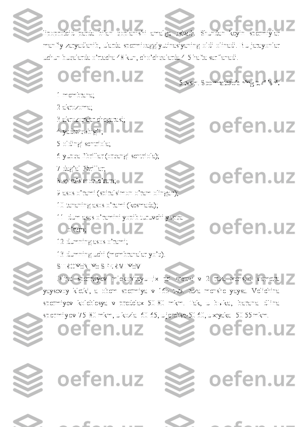 lipoproteid   parda   bilan   qoplanishi   amalga   oshadi.   Shundan   keyin   spermiylar
manfiy   zaryadlanib,  ularda   spermioagglyutinasiyaning   oldi   olinadi.   Bu   jarayonlar
uchun buqalarda o’rtacha 48 kun, cho’chqalarda 4-5 hafta sarflanadi. 
5-rasm.  Spermatozoidning tuzilishi.
1-membrana;
2-akrozoma;
3-akrozomlar chegarasi;
4-yadro qobig’i;
5-oldingi sentriola;
6-yupqa fibrillar (orqangi sentriola);
7-dag’al fibrillar;
8-spiralsimon o’ram;
9-asos o’rami (spiralsimon o’ram olingan);
10-tananing asos o’rami (kesmada);
11- dum asos o’ramini yopib turuvchi yupqa 
      o’ram;
12-dumning asos o’rami;
13-dumning uchi (membranalar yo’q).
STROYeNIYe  SPERMIYeV
Dlina   spermiyev   mlekopitayu щ ix   pri   merno   v   2   raza   menshe   diametra
yaysevoy   kletki,   a   obem   spermiya   v   160   t ы s.   raza   menshe   yaysa.   Velichina
spermiyev   ko leblesya   v   predelax   50-80   mkm.   Tak,   u   b ы k a ,   b a r a n a   d l i n a
s p e r m i y e v   7 5 - 80 mkm, u kozla -60-65, u jerebsa- 50-60, u xryaka - 50-55 mkm. 