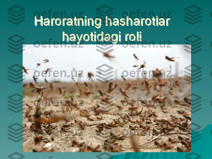 Haroratning hasharotlar Haroratning hasharotlar 
hayotidagi rolihayotidagi roli 