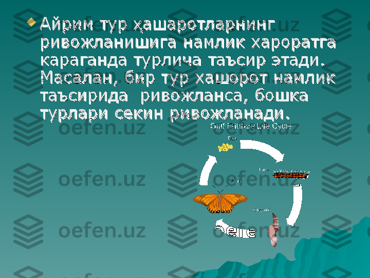 
Айрим тур  ашаротларнинг ҳАйрим тур  ашаротларнинг ҳ
ривожланишига намлик хароратга ривожланишига намлик хароратга 
караганда турлича таъсир этади. караганда турлича таъсир этади. 
Масалан, бир тур хашорот намлик Масалан, бир тур хашорот намлик 
таъсирида  ривожланса, бошка таъсирида  ривожланса, бошка 
турлари секин ривожланади.турлари секин ривожланади. 