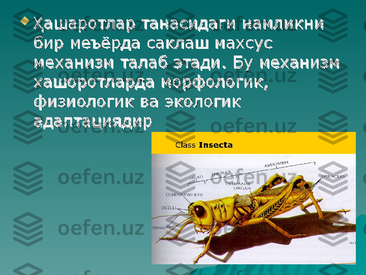 
ашаротлар танасидаги намликни Ҳашаротлар танасидаги намликни Ҳ
бир меъёрда саклаш махсус бир меъёрда саклаш махсус 
механизм талаб этади. Бу механизм механизм талаб этади. Бу механизм 
хашоротларда морфологик, хашоротларда морфологик, 
физиологик ва экологик физиологик ва экологик 
адаптациядир адаптациядир  