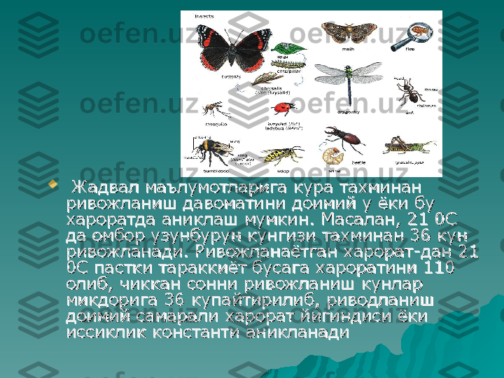 
  
Жадвал маълумотларига кура тахминан Жадвал маълумотларига кура тахминан 
ривожланиш давоматини доимий у ёки бу ривожланиш давоматини доимий у ёки бу 
хароратда аниклаш мумкин. Масалан, 21 0С хароратда аниклаш мумкин. Масалан, 21 0С 
да омбор узунбурун кунгизи тахминан 36 кун да омбор узунбурун кунгизи тахминан 36 кун 
ривожланади. Ривожланаётган харорат-дан 21 ривожланади. Ривожланаётган харорат-дан 21 
0С пастки тараккиёт бусага хароратини 110 0С пастки тараккиёт бусага хароратини 110 
олиб, чиккан сонни ривожланиш кунлар олиб, чиккан сонни ривожланиш кунлар 
микдорига 36 купайтирилиб, риводланиш микдорига 36 купайтирилиб, риводланиш 
доимий самарали харорат йигиндиси ёки доимий самарали харорат йигиндиси ёки 
иссиклик константи аникланади иссиклик константи аникланади  