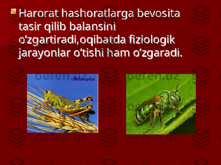 
Harorat hashoratlarga bevosita Harorat hashoratlarga bevosita 
tasir qilib balansini tasir qilib balansini 
o’zgartiradi,oqibatda fiziologik o’zgartiradi,oqibatda fiziologik 
jarayonlar o’tishi ham o’zgaradi.jarayonlar o’tishi ham o’zgaradi. 