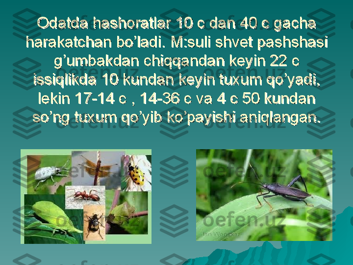 Odatda hashoratlar 10 c dan 40 c gacha Odatda hashoratlar 10 c dan 40 c gacha 
harakatchan bo’ladi. M:suli shvet pashshasi harakatchan bo’ladi. M:suli shvet pashshasi 
g’umbakdan chiqqandan keyin 22 c g’umbakdan chiqqandan keyin 22 c 
issiqlikda 10 kundan keyin tuxum qo’yadi, issiqlikda 10 kundan keyin tuxum qo’yadi, 
lekin 17-14 c , 14-36 c va 4 c 50 kundan lekin 17-14 c , 14-36 c va 4 c 50 kundan 
so’ng tuxum qo’yib ko’payishi aniqlangan.so’ng tuxum qo’yib ko’payishi aniqlangan. 