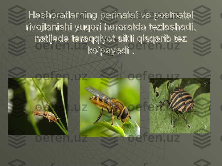 Hashoratlarning perinatal va postnatal Hashoratlarning perinatal va postnatal 
rivojlanishi yuqori haroratda tezlashadi, rivojlanishi yuqori haroratda tezlashadi, 
natijada taraqqiyot sikli qisqarib tez natijada taraqqiyot sikli qisqarib tez 
ko’payadi .ko’payadi . 