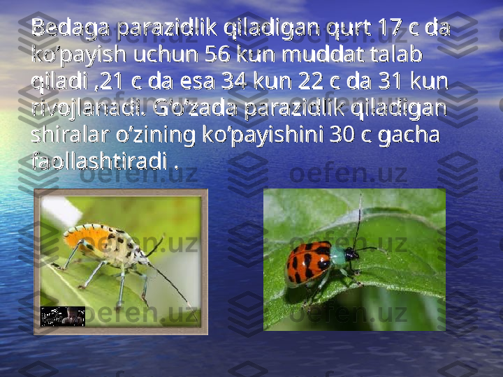 Bedaga parazidlik qiladigan qurt 17 c da Bedaga parazidlik qiladigan qurt 17 c da 
ko’payish uchun 56 kun muddat talab ko’payish uchun 56 kun muddat talab 
qiladi ,21 c da esa 34 kun 22 c da 31 kun qiladi ,21 c da esa 34 kun 22 c da 31 kun 
rivojlanadi. G’o’zada parazidlik qiladigan rivojlanadi. G’o’zada parazidlik qiladigan 
shiralar o’zining ko’payishini 30 c gacha shiralar o’zining ko’payishini 30 c gacha 
faollashtiradi .faollashtiradi . 