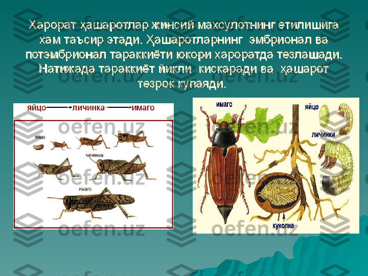 Харорат ҳашаротлар жинсий махсулотнинг етилишига Харорат ҳашаротлар жинсий махсулотнинг етилишига 
хам таъсир этади. Ҳашаротларнинг  эмбрионал ва хам таъсир этади. Ҳашаротларнинг  эмбрионал ва 
потэмбрионал тараккиёти юкори хароратда тезлашади. потэмбрионал тараккиёти юкори хароратда тезлашади. 
Натижада тараккиёт йикли  кискаради ва  ҳашарот Натижада тараккиёт йикли  кискаради ва  ҳашарот 
тезрок купаяди. тезрок купаяди.  