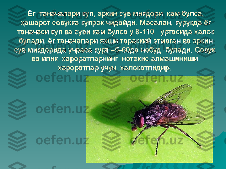 Ёг  таначалари куп, эркин сув микдори  кам булса, Ёг  таначалари куп, эркин сув микдори  кам булса, 
ҳашарот совукка купрок чидайди. Масалан, курукда ёг ҳашарот совукка купрок чидайди. Масалан, курукда ёг 
таначаси куп ва суви кам булса у 8-110   уртасида халок таначаси куп ва суви кам булса у 8-110   уртасида халок 
булади, ёг таначалари яхши тараккий этмаган ва эркин булади, ёг таначалари яхши тараккий этмаган ва эркин 
сув микдорида учраса курт –5-60да нобуд  булади. Совук  сув микдорида учраса курт –5-60да нобуд  булади. Совук  
ва илик  хароратларнинг  нотекис алмашиниши  ва илик  хароратларнинг  нотекис алмашиниши  
хароратлар учун  халокатлидир. хароратлар учун  халокатлидир.  