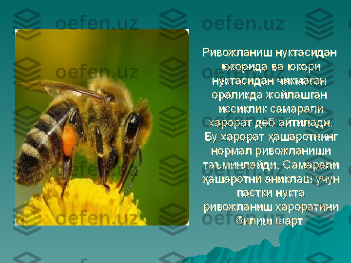 Ривожланиш нуктасидан  Ривожланиш нуктасидан  
юкорида ва юкори юкорида ва юкори 
нуктасидан чикмаган  нуктасидан чикмаган  
ораликда жойлашган  ораликда жойлашган  
иссиклик самарали иссиклик самарали 
харорат деб айтилади. харорат деб айтилади. 
Бу харорат ҳашаротнинг Бу харорат ҳашаротнинг 
нормал ривожланиши нормал ривожланиши 
таъминлайди. Самарали таъминлайди. Самарали 
ҳашаротни аниклаш учун ҳашаротни аниклаш учун 
пастки нукта пастки нукта 
ривожланиш хароратини ривожланиш хароратини 
билиш шарт билиш шарт  