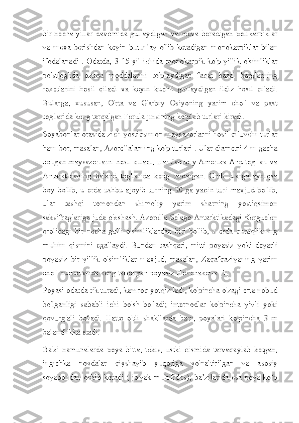 bir necha yillar  davomida  gullaydigan  va meva beradigan  polikarpiklar
va   meva   berishdan   keyin   butunlay   o'lib   ketadigan   monokarpiklar   bilan
ifodalanadi  . Odatda, 3-15 yil ichida  monokarpik  ko'p yillik  o'simliklar
po'stlog'ida   ozuqa   moddalarini   to'playdigan   faqat   bazal   barglarning
rozetlarini   hosil   qiladi   va   keyin   kuchli   gullaydigan   ildiz   hosil   qiladi.
Bularga,   xususan,   O'rta   va   G'arbiy   Osiyoning   yarim   cho'l   va   past
tog'larida keng tarqalgan Ferula jinsining ko'plab turlari kiradi.
Soyabonlar orasida zich yostiqsimon maysazorlarni hosil qiluvchi turlar
ham bor, masalan, Azorellalarning ko'p turlari . Ular diametri 4 m gacha
bo'lgan maysazorlarni hosil qiladi, ular Janubiy Amerika And tog'lari va
Antarktidaning   baland   tog'larida   keng   tarqalgan.   Chili   ularga   ayniqsa
boy bo'lib, u erda  ushbu ajoyib  turning  30 ga yaqin turi  mavjud  bo'lib,
ular   tashqi   tomondan   shimoliy   yarim   sharning   yostiqsimon
saksifraglariga juda o'xshash. Azorella Selago Antarktikadagi Kerguelen
orolidagi   bir   necha   gulli   o'simliklardan   biri   bo'lib,   u   erda   quruqlikning
muhim   qismini   egallaydi.   Bundan   tashqari,   mitti   poyasiz   yoki   deyarli
poyasiz   bir   yillik   o'simliklar   mavjud,   masalan,   Zaqafqaziyaning   yarim
cho'l hududlarida keng tarqalgan poyasiz Hohenakeria [1].
Poyasi odatda tik turadi, kamroq yotqiziladi, ko'pincha o'zagi erta nobud
bo'lganligi   sababli   ichi   bo'sh   bo'ladi;   internodlar   ko'pincha   yivli   yoki
qovurg'ali   bo'ladi.   Hatto   o'tli   shakllarda   ham,   poyalari   ko'pincha   3   m
balandlikka etadi.
Ba'zi   namunalarda   poya   bitta,   tekis,   ustki   qismida   tarvaqaylab   ketgan,
ingichka   novdalar   qiyshayib   yuqoriga   yo'naltirilgan   va   asosiy
soyabondan oshib ketadi ( jo'yak multifidus);  ba zilarida esa poya ko pʼ ʻ 