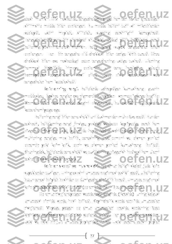 37atash   mumkin. O‘z   navbatida, tangachalarning usti ham teri bezlari ajratadigan
shilimshiq   modda   bilan   qoplangan.   Bu   modda   baliqni   turli   xil   mikroblardan
saqlaydi,   ustini   moylab,   silliqlab,   suvning   qarshiligini   kamaytiradi.
Tangachalarning yana  bir  ahamiyati  shundaki,  undagi  yillik  halqalarga  qarab
baliqning   yoshini   aniqlash   mumkin.   Baliq     tanasi     suyak     tangachalar     bilan
qoplangan.     Har     bir   tangacha   old   chekkasi   bilan   teriga   kirib   turadi.   Orqa
chekkasi   bilan   esa   navbatdagi   qator   tangachaning   ustiga   tushadi.   Ularning
hammasi     birgalikda     himoya     qoplamini     —     tana     harakatiga     xalaqit
bermaydigan   tangachalarni   hosil   qiladi.   Baliq   o‘sib   kattalashgani   sari
tangachalar  ham  kattalashadi.
                Baliqlarning   rangi.   Baliqlarda   uchraydigan   kumushrang     guanin
moddasiga,     boshqa   ranglar   esa   pigmentli   hujayralar—xromatoforlarga   bog‘liq.
Xromatoforlar   nerv   ta’sirida   rangini   o‘zgartiradi,   bu   esa baliqning hayotida
katta ahamiyatga ega.
         Baliqning rangi bilan tana shakli uni dushmandan muhofaza etadi. Bundan
tashqari,   baliqlarning   rangi   jinsiga,   yoshiga   va   hatto   kayfiyatiga   qarab   ham
o‘zgaradi.   Suvning   ustki   qatlamida   hayot   kechiruvchi   pelagik   baliqlar   rangi
muhitning   rangiga   mos   bo‘lib,   tanasining   orqa   tomoni   va   qisman   yonlari
qoramtir   yoki   ko‘m-ko‘k,   qorin   va   qisman   yonlari   kumushrang     bo‘ladi.
Shuningdek, baliqlarda tana shakli va tuzilishining o‘zgarish hodisasi ham ularni
tashqi ta’sir va xavfdan asraydi.
                      Baliqlar   skeleti   va   mushaklari.   Oq   amur   balig’i   skeleti   juda   ko‘p
suyaklardan tuzilgan. Uning asosini umurtqa pog‘onasi tashkil etadi, u baliqning
butun tanasi bo‘ylab boshidan to dumigacha cho‘zilib boradi. Umurtqa pog‘onasi
ko‘p umurtqalardan tashkil topgan (oq amurda 39—42 ta umurtqa bor).
                     Oq amur  rivojlanayotgan vaqtda uvuldirig‘ida (ikrasida)    uning kelgusi
umurtqasi   o‘rnida   xorda   hosil   bo‘ladi.   Keyinchalik   xorda   atrofida   umurtqalar
rivojlanadi.   Voyaga   yetgan   oq   amur   umurtqalari   orasida   xordaning   faqat
kichikroq   tog‘aysimon   qoldiqlari   saqlanib   qoladi.   Har   bir   umurtqa   tanasidan,
ustki   va   ostki   bir   juft   umurtqa   yoylaridan   iborat.   Ustki   qarama-qarshi   yoylar 