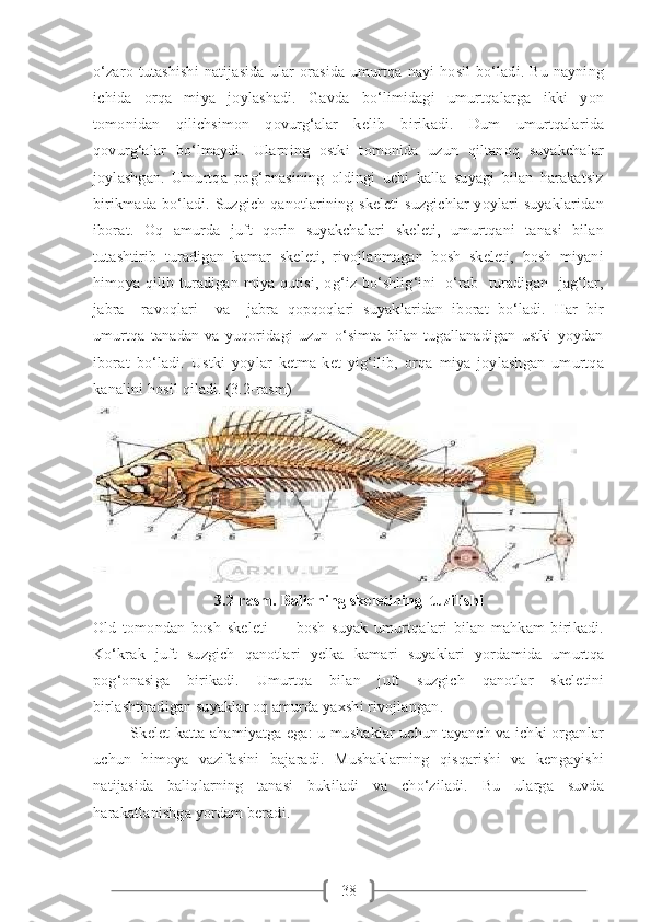 38o‘zaro   tutashishi   natijasida   ular   orasida   umurtqa   nayi   hosil   bo‘ladi.   Bu   nayning
ichida   orqa   miya   joylashadi.   Gavda   bo‘limidagi   umurtqalarga   ikki   yon
tomonidan   qilichsimon   qovurg‘alar   kelib   birikadi.   Dum   umurtqalarida
qovurg‘alar   bo‘lmaydi.   Ularning   ostki   tomonida   uzun   qiltanoq   suyakchalar
joylashgan.   Umurtqa   pog‘onasining   oldingi   uchi   kalla   suyagi   bilan   harakatsiz
birikmada bo‘ladi. Suzgich qanotlarining skeleti  suzgichlar  yoylari suyaklaridan
iborat.   Oq   amurda   juft   qorin   suyakchalari   skeleti,   umurtqani   tanasi   bilan
tutashtirib   turadigan   kamar   skeleti,   rivojlanmagan   bosh   skeleti,   bosh   miyani
himoya  qilib turadigan miya qutisi,  og‘iz bo‘shlig‘ini     o‘rab   turadigan    jag‘lar,
jabra     ravoqlari     va     jabra   qopqoqlari   suyaklaridan   iborat   bo‘ladi.   Har   bir
umurtqa   tanadan   va   yuqoridagi   uzun   o‘simta   bilan   tugallanadigan   ustki   yoydan
iborat   bo‘ladi.   Ustki   yoylar   ketma-ket   yig‘ilib,   orqa   miya   joylashgan   umurtqa
kanalini hosil qiladi. (3.2-rasm)
3.2-rasm. Baliqning skeletining  tuzilishi
Old   tomondan   bosh   skeleti   —   bosh   suyak   umurtqalari   bilan   mahkam   birikadi.
Ko‘krak   juft   suzgich   qanotlari   yelka   kamari   suyaklari   yordamida   umurtqa
pog‘onasiga   birikadi.   Umurtqa   bilan   juft   suzgich   qanotlar   skeletini
birlashtiradigan suyaklar oq amurda yaxshi rivojlangan.
               Skelet katta ahamiyatga ega: u mushaklar uchun tayanch va ichki organlar
uchun   himoya   vazifasini   bajaradi.   Mushaklarning   qisqarishi   va   kengayishi
natijasida   baliqlarning   tanasi   bukiladi   va   cho‘ziladi.   Bu   ularga   suvda
harakatlanishga yordam beradi. 