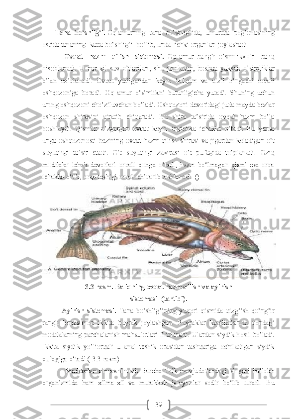 39       Tana  bo‘shlig‘i.  Oq amurning  tana  bo‘shlig‘ida,  umurtqa  pog‘onasining
ostida tananing  katta bo‘shlig‘i  bo‘lib, unda  ichki organlar  joylashadi.
              Ovqat     hazm     qilish     sistemasi.   Oq   amur   balig’i   o’simlikxo’r     baliq
hisoblanadi.   U   har   xil   suv   o’tlarilari,   shu   jumladan,   boshqa   yuksak   o’simliklar
bilan   oziqlanadi.   Ovqat   yutilgandan   keyin   halqum   va   qizil   o‘ngachi   orqali
oshqozoniga   boradi.   Oq   amur   o‘simlikni   butunligicha   yutadi.   Shuning   uchun
uning oshqozoni cho‘ziluvchan bo‘ladi. Oshqozoni devoridagi juda mayda bezlar
oshqozon   shirasini   ajratib   chiqaradi.   Bu   shira   ta’sirida   ovqat   hazm   bo‘la
boshlaydi.   Qisman   o‘zgargan   ovqat   keyin   ingichka   ichakka   o‘tadi.   Bu   yerda
unga   oshqozonosti   bezining   ovqat   hazm   qilish   shirasi   va   jigardan   keladigan   o‘t
suyuqligi   ta’sir   etadi.   O‘t   suyuqligi   zaxirasi   o‘t   pufagida   to‘planadi.   Oziq
moddalar   ichak   devorlari   orqali   qonga   o‘tadi,   hazm   bo‘lmagan   qismi   esa   orqa
ichakka o‘tib, orqa teshigi orqali chiqarib tashlanadi. ()
3.3-rasm. Baliqning ovqat hazm qilish va ayirish
sistemasi  (tartibi).
              Ayirish   sistemasi.   Tana   bo‘shlig‘ining   yuqori   qismida   qizg‘ish-qo‘ng‘ir
rangli   lentasimon   ikkita   buyrak   joylashgan.   Buyraklar   kapillarlarida   qondagi
moddalarning parchalanish mahsulotlari filtrlanadi. Ulardan siydik hosil bo‘ladi.
Ikkita   siydik   yo‘liorqali   u   anal   teshik   orasidan   tashqariga   ochiladigan   siydik
pufagiga o‘tadi.(   3.3-rasm)
              Moddalar   almashinuvi.   Barcha   tirik   mavjudotlardagi   singari   baliqlar
organizmida   ham   xilma-xil   va   murakkab   jarayonlar   sodir   bo‘lib   turadi.   Bu 