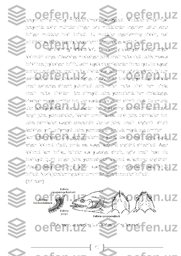 40jarayonlarning majmuyi moddalar almashinuvi deyiladi.  Moddalar  almashinuvi
jarayonida  tashqi  muhitdan olingan  oziq  moddalardan  organizm  uchun  zarur
bo‘lgan   moddalar   hosil   bo‘ladi.   Bu   moddalar   organizmning   o‘sishi,   nasl
qoldirishi va barcha hayotiy jarayonlarini ta’minlashga sarf bo‘ladi.  
                  Baliqlarning   nafas   olishi.   Baliqlarning   aksariyati   suvdagi   erigan
kislorodni  qonga o‘tkazishga moslashgan jabra orqali nafas oladi. Jabra maxsus
bo‘shliqqa joylashgan bo‘lib, ustini suyak plastinkalardan iborat oyquloq suyagi
qoplab   turadi.   Jabra   orqali   nafas   olishda   suv   baliqning   og‘zidan   kirib,   halqum
teshikchalari  orqali  jabra bo‘shlig‘iga o‘tadi, undan boshning  yonidagi  teshiklar
orqali   tashqariga   chiqarib   yuboriladi.   Jabra     bilan     nafas     olish     ham     o‘pka
orqali     nafas     olishdan     farq   qilmaydi.   Jabra   yaproqlarida   ham   o‘pkadagiga
o‘xshash   mayda   tomirlar   bor,   ular   suvdagi   kislorodni   shimib   oladi.   Oq   amurda
ular  jabra yoylaridan  iborat,  ulardan  har  qaysisining  bir  tomonida  och qizil
rangli   jabra   yaproqchalari,   ikkinchi   tomonida   esa   oqish   jabra   tichinkalari   bor.
Jabra   tichinkalari   suzgich   apparatidir:   ular   ozi   jabra     orqali     sirg‘anib     chiqib
ketishiga   yo‘l   qo‘ymaydi. Jabra yaproqchalaridan juda mayda qon tomirlari —
kapillarlar   o‘tgan.   Jabra   yaproqchalarining   yupqa   devori   orqali   qonga   suvda
erigan   kislorod   o‘tadi,   qonda   esa   suvga   karbonat   angidrid   chiqariladi.   Agar
kislorod   kam   bo‘lsa,   baliqlar   suv   yuzasiga   chiqib,   og‘iz   orqali   havo   ola
boshlaydi. Qurib  qolgan  jabra  yaproqchalari  kislorod  va karbonat  angidridni
o‘tkaza     olmaydi.     Shuning     uchun     suvdan   chiqarib   olingan   baliq   tezda   nobud
bo‘ladi. Nozik jabralarning tashqi tomonidan jabra qopqoqlari bo‘ladi.  
(3.4-rasm)
3.4-rasm. Jabraning tuzilishi va uning ishlashi. 