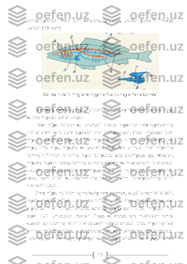 42qoniga   aylanadi.   Vena   qoni   venalarda   to‘planib,   ulardan   yurak   bo‘lmasiga
tushadi. (3.5-rasm)
3.5-rasm.Baliqning tana organlarida qon aylanish sistemasi
        Markaziy nerv sistemasi.  Baliqlarning markaziy nerv sistemasi bosh miya
va orqa miyadan tashkil topgan. 
              Bosh miya.   Baliqlar   va   umurtqali   boshqa   hayvonlar   nerv naychasining
oldingi   qismi   kalla   qutisi   suyaklari   bilan   himoyalangan,   shakli   o‘zgargan   bosh
miyadir.   Umurtqali   hayvonlar   bosh   miyasida   beshta   bo‘lim:   oldingi   miya,   orqa
miya,   o‘rta   miya,   miyacha   va   uzunchoq   miya   farq   qilinadi.   Bosh   miyaning
hamma   bo‘limlari   baliqning   hayot   faoliyatida   katta   ahamiyatga   ega.   Masalan,
miyacha   hayvon   harakatlarining   koordinatsiyasini   va   muvozanatini   boshqaradi.
Uzunchoq   miya   asta-sekin   orqa   miyaga   o‘tadi.     U   nafas   olish,   qon   aylanish,
ovqat   hazm   qilish   va   organizmning   boshqa   muhim   funksiyalarining   ishini
boshqarib turadi.    
         Orqa miya.  Baliqlarning markaziy nerv sistemasi, xuddi lansetnikniki kabi,
naycha  shaklida  bo‘ladi. Uning orqa bo‘limi  —orqa miya umurtqalarining ustki
yoylaridan   hosil   bo‘lgan   umurtqa   kanalida     joylashgan.     Orqa     miyadan     har
qaysi     juft     umurtqalar   orasidan   o‘ngga   va   chapga   tana   mushaklari   hamda
suzgich   qanotlarning   ishini   boshqaruvchi   nervlar   chiqadi.   Orqa   miyaning   ikki
yonidan   ichki   organlarga,   suyakchalarga,   teri   va   mushaklarga   nervlar   chiqadi.
Tananing   turli   qismidagi   joylashgan   sezgi   hujayralaridan   orqa   miyaga   har   xil 