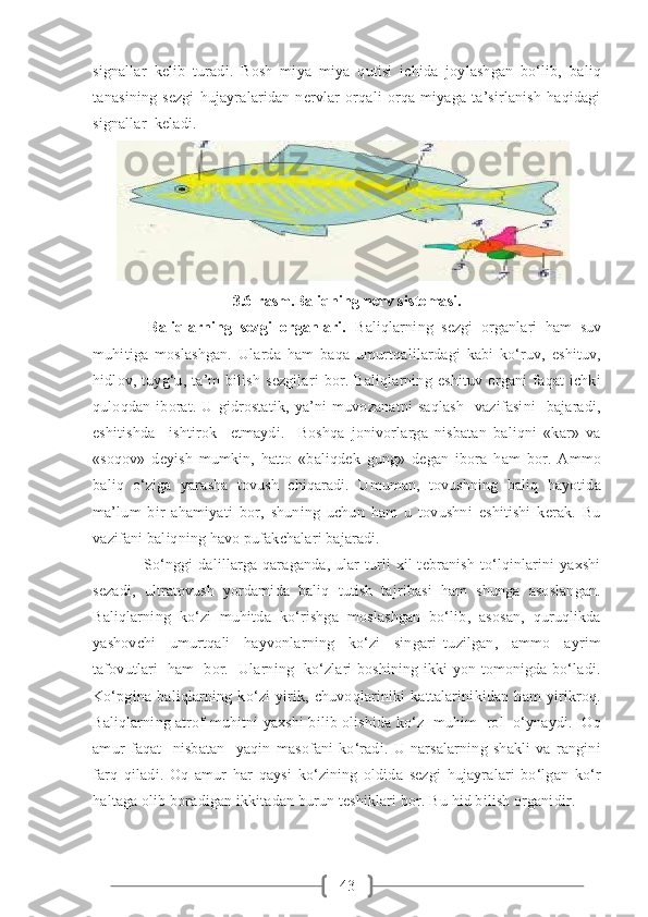 43signallar   kelib   turadi.   Bosh   miya   miya   qutisi   ichida   joylashgan   bo‘lib,   baliq
tanasining   sezgi   hujayralaridan   nervlar   orqali   orqa   miyaga   ta’sirlanish   haqidagi
signallar  keladi.
      
3.6-rasm.Baliqning nerv sistemasi.
              Baliqlarning   sezgi   organlari.   Baliqlarning   sezgi   organlari   ham   suv
muhitiga   moslashgan.   Ularda   ham   baqa   umurtqalilardagi   kabi   ko‘ruv,   eshituv,
hidlov,  tuyg‘u,  ta’m   bilish   sezgilari   bor.  Baliqlarning  eshituv   organi   faqat   ichki
quloqdan   iborat.   U   gidrostatik,   ya’ni   muvozanatni   saqlash     vazifasini     bajaradi,
eshitishda     ishtirok     etmaydi.     Boshqa   jonivorlarga   nisbatan   baliqni   «kar»   va
«soqov»   deyish   mumkin,   hatto   «baliqdek   gung»   degan   ibora   ham   bor.   Ammo
baliq   o‘ziga   yarasha   tovush   chiqaradi.   Umuman,   tovushning   baliq   hayotida
ma’lum   bir   ahamiyati   bor,   shuning   uchun   ham   u   tovushni   eshitishi   kerak.   Bu
vazifani baliqning havo pufakchalari bajaradi.
                   So‘nggi  dalillarga qaraganda, ular turli xil tebranish to‘lqinlarini  yaxshi
sezadi,   ultratovush   yordamida   baliq   tutish   tajribasi   ham   shunga   asoslangan.
Baliqlarning   ko‘zi   muhitda   ko‘rishga   moslashgan   bo‘lib,   asosan,   quruqlikda
yashovchi     umurtqali     hayvonlarning     ko‘zi     singari   tuzilgan,     ammo     ayrim
tafovutlari   ham   bor.   Ularning   ko‘zlari boshining ikki yon tomonigda bo‘ladi.
Ko‘pgina   baliqlarning   ko‘zi   yirik,   chuvoqlariniki   kattalarinikidan   ham   yirikroq.
Baliqlarning atrof-muhitni yaxshi bilib olishida ko‘z   muhim   rol   o‘ynaydi.   Oq
amur   faqat     nisbatan     yaqin   masofani   ko‘radi.   U   narsalarning   shakli   va   rangini
farq   qiladi.   Oq   amur   har   qaysi   ko‘zining   oldida   sezgi   hujayralari   bo‘lgan   ko‘r
haltaga olib boradigan ikkitadan burun teshiklari bor. Bu hid bilish organidir. 