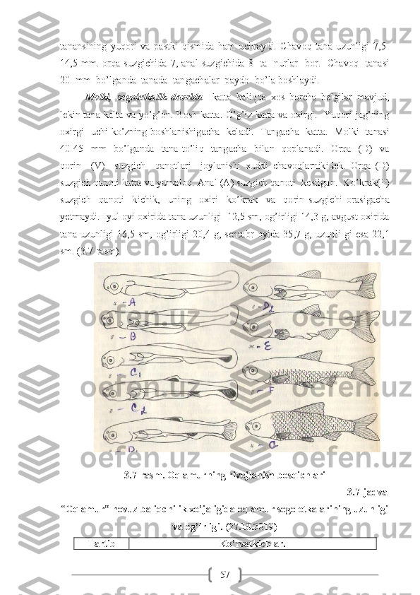 57tanansining   yuqori   va   pastki   qismida   ham   uchraydi.   Chavoq   tana   uzunligi   7,5-
14,5 mm. orqa suzgichida  7, anal  suzgichida  8   ta   nurlar    bor.   Chavoq    tanasi
20  mm  bo’lganda  tanada  tangachalar  paydo  bo’la boshlaydi.  
Molki,   segoletkalik   davrida     katta   baliqqa   xos   barcha   belgilar   mavjud,
lekin tana kalta va yo’g’on. Bosh katta. O’g’iz katta va oxirgi.   Yuqori jag’ning
oxirgi   uchi ko’zning boshlanishigacha    keladi.   Tangacha   katta.   Molki    tanasi
40-45     mm     bo’lganda     tana   to’liq     tangacha     bilan     qoplanadi.     Orqa     (D)     va
qorin     (V)     suzgich     qanotlari     joylanishi   xuddi   chavoqlarnikidek.   Orqa   (D)
suzgich qanoti katta va yumaloq. Anal (A) suzgich qanoti  kesilgan.  Ko’krak(P)
suzgich     qanoti     kichik,     uning     oxiri     ko’krak     va     qorin   suzgichi   orasigacha
yetmaydi. Iyul oyi oxirida tana uzunligi  12,5 sm, og’irligi 14,3 g, avgust oxirida
tana   uzunligi   16,5   sm,   og’irligi   20,4  g,  sentabr   oyida   35,7   g,   uzunli   gi   esa   22,1
sm. (3.7-rasm)
 
3.7-rasm. Oq amurning rivojlanish bosqichlari
3.7-jadval
“ Oq amur” hovuz baliqchilik xo’jaligida oq amur segoletkalarining uzunligi
va og’irligi. (27.10.2019)         
Tartib Ko’rsatkichlar. 