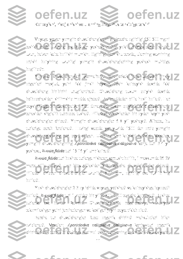 Ko`payishi, rivojlanishi va ularning biogumus tarkibiga ta`siri
Voyaga yetgan yomg`ir chuvalchanglarining o`rtacha og`irligi 450-500 mg.ni
tashkil   etadi.   Uzunligi   esa   8-9   sm   yashash   muhiti   yoki   turlariga   qarab   bundan
uzun, ba`zan kalta bo`lishi mumkin. Og`irligi ham shu tarzda, ularning vaznining
ortishi   bo`yining   uzunligi   yomg`ir   chuvalchanglarining   yashash   muhitiga
bog`liqdir.
Yomg`ir   chuvalchanglari   germafrodit   ham   erkak   ham   urg`ochi   jinsiy
organlari   mavjud,   ya`ni   ikki   jinsli   hayvon,   lekin   ko`payish   davrida   ikki
chuvalchang   bir-birini   urug`lantiradi.   Chuvalchang   tuxum   qo`yish   davrida
belboqchasidan   shilimshiq   modda   ajratadi.   Bu   moddadan   pilla   hosil   bo`ladi.   Har
qaysi  pillaga 2-3 dona, ba`zan 6-20 donagacha  tuxum  qo`yadi. Pilla chuvalchang
tanasidan   sirg`alib   tuproqqa   tushadi.   Pilladagi   tuxumlardan   bir   oydan   keyin   yosh
chuvalchanglar   chiqadi.   Yomg`ir   chuvalchanglar   6-8   yil   yashaydi.   Albatta,   bu
turlariga   qarab   farqlanadi.   Hozirgi   vaqtda   yer   yuzida   1500   dan   ortiq   yomg`ir
chuvalchanglarining   turi   qayd   etilgan.   Ularning   umr   ko`rishi   turlicha.   Masalan,
yomg`ir   chuvalchangining   Aporictodea   caliginosa   caliginosa   kenja   turi   3-4   yil
yashasa,  Esenia   fetida  turi 15-16 yil umr ko`radi.
Esenia   fetida  turi boshqa turlarga nisbatan serpusht bo`lib, 1 mavsumda 26-27
marta   pilla   qo`yadi.   Har   bitta   pillasidan   5-20   tagacha   chuvalchanglar   chiqadi.
Pilladan   chiqqan   chuvalchanglar   uzunligi   8-10   mm,   og`irligi   esa   0,9-10   mg
bo`ladi. 
Yosh chuvalchanglar 2-3 oy ichida voyaga yetishadi va ko`payishga layoqatli
bo`ladi.  Esenia   fetida  turi 1 zotidan bir yilda 800-1000 tagacha ko`payadi. Boshqa
turlarda   esa   bundan   kamroq.   Chuvalchanglarda   regeneratsiya   xususiyati
takomilashgan ya`ni jarohatlangan va kesilgan joyni qayta tiklab oladi.
Barcha   tur   chuvalchanglar   faqat   organik   chirindi   mahsulotlari   bilan
oziqlanadi.   Masalan:   Aporictodea   caliginosa   caliginosa   kenja   turi   organik
chirindirlarni tuproq bilan birga iste`mol qilib, tuproqning unumdorlik xususiyatini
11 