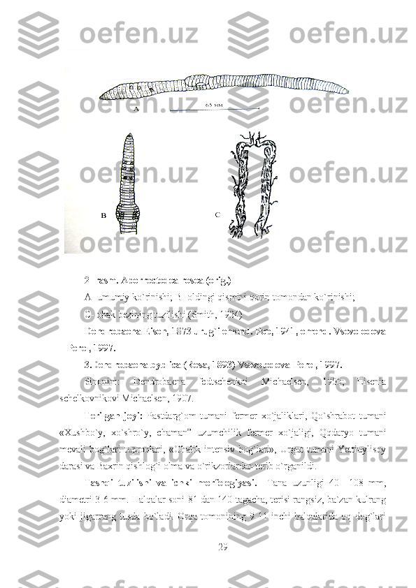 2- rasm. Aporrectodea rosea (orig.)
A- umumiy ko`rinishi; B- oldingi qismini qorin tomondan ko`rinishi;
С - ohak bezining tuzilishi (Smith, 1924)
           Dendrobaena Eisen, 1873  urug`i  emend. Pop, 1941, emend. Vsevolodova
– Perel, 1997.
3.Dendrobaena byblica (Rosa, 1893) Vsevolodova-Perel, 1997.
Sinonim:   Dendrobaena   fedtschenkoi   Michaelsen,   1900;   Eisenia
schelkovnikovi Michaelsen, 1907.
Terilgan   joyi:   Pastdarg`om   tumani   fermer   xo`jaliklari,   Qo`shrabot   tumani
«Xushbo`y,   xo`shro`y,   chaman ”   uzumchilik   fermer   xo`jaligi,   Qqdaryo   tumani
mevali   bog`lari   tuproqlari,   «Ohalik   intensiv   bog`lari»,   Urgut   tumani   Yettiuylisoy
darasi va Baxrin qishlog`i olma va o`rikzorlardan terib o`rganildi.
Tashqi   tuzilishi   va   ichki   morfologiyasi.     Tana   uzunligi   40   –108   mm,
diametri 3-6 mm. Halqalar soni 81 dan 140 tagacha, terisi rangsiz, ba`zan kulrang
yoki   jigarrang   tusda   bo`ladi.   Orqa   tomonining   9-11   inchi   halqalarida   oq   dog`lari
29 