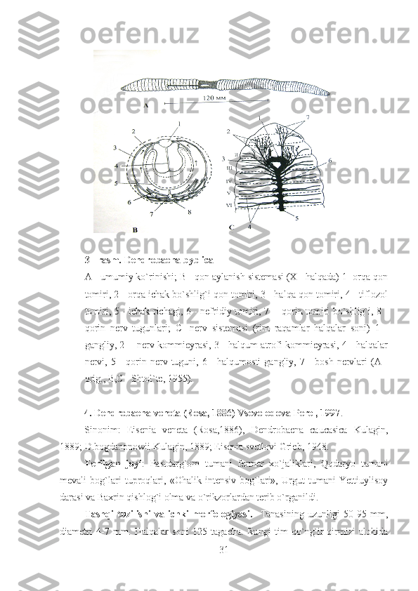 3 - rasm. Dendrobaena byblica
A - umumiy ko`rinishi;   B - qon aylanish sistemasi (X - halqada) 1- orqa qon
tomiri, 2 - orqa ichak bo`shlig`i qon tomiri, 3 - halqa qon tomiri, 4 - tiflozol
tomiri, 5 - ichak richagi, 6 - nefridiy tomiri, 7 -   qorin tomiri bo`shlig`i, 8 -
qorin   nerv   tugunlari;   C-   nerv   sistemasi   (rim   raqamlar   halqalar   soni)   1   -
gangliy, 2 -   nerv kommieyrasi, 3 - halqum atrofi kommieyrasi, 4 - halqalar
nervi,  5 -   qorin  nerv  tuguni, 6  -  halqumosti   gangliy, 7  -  bosh  nervlari  (A  -
orig., B,C - Shtol`te, 1955). 
          4. Dendrobaena veneta (Rosa, 1886) Vsevolodova-Perel, 1997 .
Sinonim:   Eisenia   veneta   (Rosa,1886),   Dendrobaena   caucasica   Kulagin,
1889; D.bogdanonowii Kulagin, 1889; Eisenia svetlovi Grieb, 1948.
Terilgan   joyi :   Pastdarg`om   tumani   fermer   xo`jaliklari,   Qqdaryo   tumani
mevali   bog`lari   tuproqlari,   «Ohalik   intensiv   bog`lari»,   Urgut   tumani   Yettiuylisoy
darasi va Baxrin qishlog`i olma va o`rikzorlardan terib o`rganildi.
Tashqi   tuzilishi   va   ichki   morfologiyasi.     Tanasining   uzunligi   50-95   mm,
diametri   4-7   mm.   Halqalar   soni   125   tagacha.   Rangi   tim   qo`ng`ir-qirmizi   alohida
31 