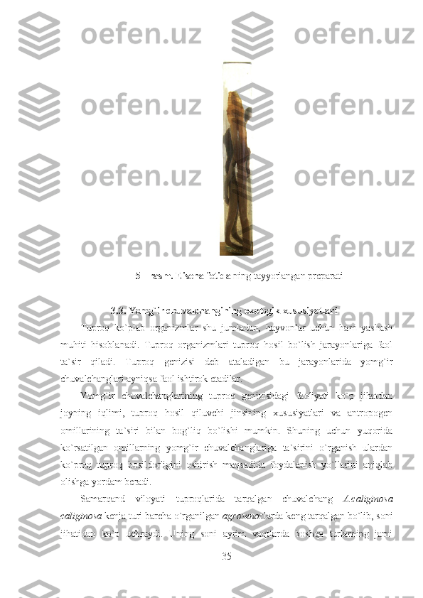 5 - rasm. Eisena fetida  ning tayyorlangan preparati
3.3.   Yomg`ir chuvalchangining ekologik xususiyatlari
Tuproq   ko`plab   organizmlar   shu   jumladan,   hayvonlar   uchun   ham   yashash
muhiti   hisoblanadi.   Tuproq   organizmlari   tuproq   hosil   bo`lish   jarayonlariga   faol
ta`sir   qiladi.   Tuproq   genizisi   deb   ataladigan   bu   jarayonlarida   yomg`ir
chuvalchanglari ayniqsa faol ishtirok etadilar.
Yomg`ir   chuvalchanglarining   tuproq   genizisidagi   faoliyati   ko`p   jihatdan
joyning   iqlimi,   tuproq   hosil   qiluvchi   jinsining   xususiyatlari   va   antropogen
omillarining   ta`siri   bilan   bog`liq   bo`lishi   mumkin.   Shuning   uchun   yuqorida
ko`rsatilgan   omillarning   yomg`ir   chuvalchanglariga   ta`sirini   o`rganish   ulardan
ko`proq   tuproq   hosildorligini   oshirish   maqsadida   foydalanish   yo`llarini   aniqlab
olishga yordam beradi.
Samarqand   viloyati   tuproqlarida   tarqalgan   chuvalchang   A.caliginosa
caliginosa  kenja turi barcha o`rganilgan  agrosenoz larda keng tarqalgan bo`lib, soni
jihatidan   ko`p   uchraydi.   Uning   soni   ayrim   vaqtlarda   boshqa   turlarning   jami
35 