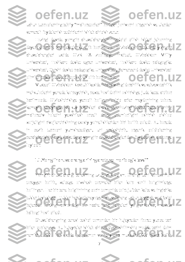 uchun tuproqlarning tabiiy “melioratorlari” bo`lgan jonivorni o`rganish va ulardan
samarali foydalanish tadbirlarini ishlab chiqish zarur.
Hozirgi   davrda   yomg`ir   chuvalchanglarini   tadqiqi   qilish   ishlari   jahonning
deyarlik   barcha   mamlakatlarida   olib   borilmoqda.   O`zbekiston   hududida   yomg`ir
chuvalchanglari   ustida   O`zR   FA   zoologiya   instituti,   O`zbekiston   Milliy
Universiteti,   Toshkent   davlat   agrar   Universiteti,   Toshkent   davlat   pelagogika
Universiteti, Qarshi davlat pedagogika Universiteti, Samarqand davlat Universiteti
olimlari tomonidan tadqiqot ishlari olib borilmoqda.
Mustaqil O`zbekiston Respublikasida intensiv bog`dorchilik va sabzavotchilik
mahsulotlarini yanada ko`paytirish, paxta hosildorlini oshirishga juda katta e`tibor
berilmoqda.   O`zlashtirishga   yaroqli   bo`lgan   qo`riq   erlar   maydonining   tobora
kamayib   borayotgan   va   suv   resurslari   cheklangan   hozirgi   davrda   tuproqlarning
meliorativ   holatini   yaxshilash   orqali   uning   unumlorligini   oshirish   qishloq
xo`jaligini   rivojlantirishning   asosiy   yo`nalishlaridan  biri   bo`lib  qoladi.   Bu   borada
in   qazib   tuproqni   yumshatadigan,   uni   aralashtirib,   organik   qoldiqlarning
parchalanishini tezlashtiradigan yomg`ir chuvalchanglaridan foydalanish e`tiborga
loyiqdir.     
1.1.Yomg`ir chuvalchanglarining anotomo-morfologik tavsifi
Yomg`ir chuvalchangi tanasining uzunligi 8-10 sm. Oldingi uchi konussimon
toraygan   bo`lib,   xalqaga   o`xshash   tortmalar   bilan   ko`p   sonli   bo`g`imlarga
bo`lingan. Har bir tana bo`g`inining qorin tomonida to`rt juftdan kalta va ingichka
tuklar joylashgan. Tuklar harakatlanayotgan chuvalchang uchun tayanch vazifasini
bajaradi.   Oldingi   tomondagi   bir   necha   tana   halqalari   yo`g`onlashib,   maxsus
belbog` hosil qiladi.
Chuvalchangning   tanasi   tashqi   tomondan   bir   hujayradan   iborat   yupqa   teri
bilan qoplangan. Bu hujayralar  ishlab chiqaradigan  shilimshiq modda terini  doim
namlab   turadi.   Teri   ostida   halqasimon   va   bo`ylama   muskullar   ikki   qavat   bo`lib
7 