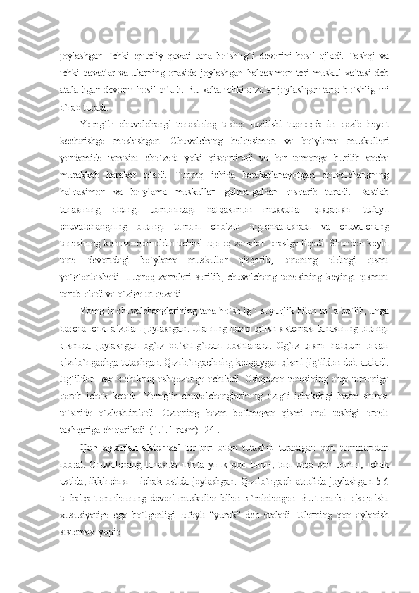 joylashgan.   Ichki   epiteliy   qavati   tana   bo`shlig`i   devorini   hosil   qiladi.   Tashqi   va
ichki   qavatlar   va   ularning   orasida   joylashgan   halqasimon   teri-muskul   xaltasi   deb
ataladigan devorni hosil qiladi. Bu xalta ichki a`zolar joylashgan tana bo`shlig`ini
o`rab turadi.
Yomg`ir   chuvalchangi   tanasining   tashqi   tuzilishi   tuproqda   in   qazib   hayot
kechirishga   moslashgan.   Chuvalchang   halqasimon   va   bo`ylama   muskullari
yordamida   tanasini   cho`zadi   yoki   qisqartiradi   va   har   tomonga   burilib   ancha
murakkab   harakat   qiladi.   Tuproq   ichida   harakatlanayotgan   chuvalchangning
halqasimon   va   bo`ylama   muskullari   galma-galdan   qisqarib   turadi.   Dastlab
tanasining   oldingi   tomonidagi   halqasimon   muskullar   qisqarishi   tufayli
chuvalchangning   oldingi   tomoni   cho`zib   ingichkalashadi   va   chuvalchang
tanasining konussimon oldin uchini tuproq zarralari orasiga tiqadi. Shundan keyin
tana   devoridagi   bo`ylama   muskullar   qisqarib,   tananing   oldingi   qismi
yo`g`onlashadi.   Tuproq   zarralari   surilib,   chuvalchang   tanasining   keyingi   qismini
tortib oladi va o`ziga in qazadi.
Yomg`ir chuvalchanglarining tana bo`shlig`i suyuqlik bilan to`la bo`lib, unga
barcha ichki a`zolari joylashgan. Ularning hazm qilish sistemasi tanasining oldingi
qismida   joylashgan   og`iz   bo`shlig`idan   boshlanadi.   Og`iz   qismi   halqum   orqali
qizilo`ngachga tutashgan. Qizilo`ngachning kengaygan qismi jig`ildon deb ataladi.
Jig`ildon   esa kichikroq oshqozonga ochiladi. Oshqozon tanasining orqa tomoniga
qarab   ichak   ketadi.   Yomg`ir   chuvalchanglarining   ozig`i   ichakdagi   hazm   shirasi
ta`sirida   o`zlashtiriladi.   Oziqning   hazm   bo`lmagan   qismi   anal   teshigi   orqali
tashqariga chiqariladi. (1.1.1-rasm) [24].
Qon   aylanish   sistemasi   bir-biri   bilan   tutashib   turadigan   qon   tomirlaridan
iborat.   Chuvalchang   tanasida   ikkita   yirik   qon   tomir,   biri   orqa   qon   tomiri,   ichak
ustida;  ikkinchisi  – ichak ostida joylashgan.  Qizilo`ngach atrofida joylashgan  5-6
ta halqa tomirlarining devori muskullar bilan ta`minlangan. Bu tomirlar qisqarishi
xususiyatiga   ega   bo`lganligi   tufayli   “yurak”   deb   ataladi.   Ularning   qon   aylanish
sistemasi yopiq. 