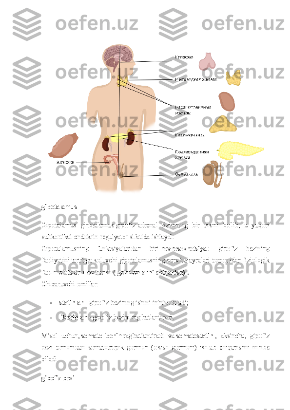 gipotalamus
Gipotalamus gipotalamus-gipofiz-adrenal	 tizimning	 bir	 qismi	 bo'lib,	 u yuqori
subkortikal	
 endokrin	 regulyator	 sifatida	 ishlaydi.
Gipotalamusning	
 	funktsiyalaridan	 	biri   nevrosekretsiya   :	 	gipofiz	 	bezining
faoliyatini	
 tartibga	 soluvchi	 gipotalamusning	 nerv	 hujayralari	 tomonidan   fiziologik
faol	
 moddalarni	 chiqarish	 (   gormonlarni chiqarish) .
Chiqaruvchi	
 omillar:
 statinlar   -	
 gipofiz	 bezining	 ishini	 inhibe	 qiladi;
 liberinlar   -	
 gipofiz	 bezini	 rag'batlantiradi.
Misol	
 uchun,   somatoliberin   rag'batlantiradi	 va   somatostatin   ,	 aksincha,	 gipofiz
bezi	
 tomonidan	 somatotropik	 gormon	 (o'sish	 gormoni)	 ishlab	 chiqarishni	 inhibe
qiladi.  
gipofiz bezi 