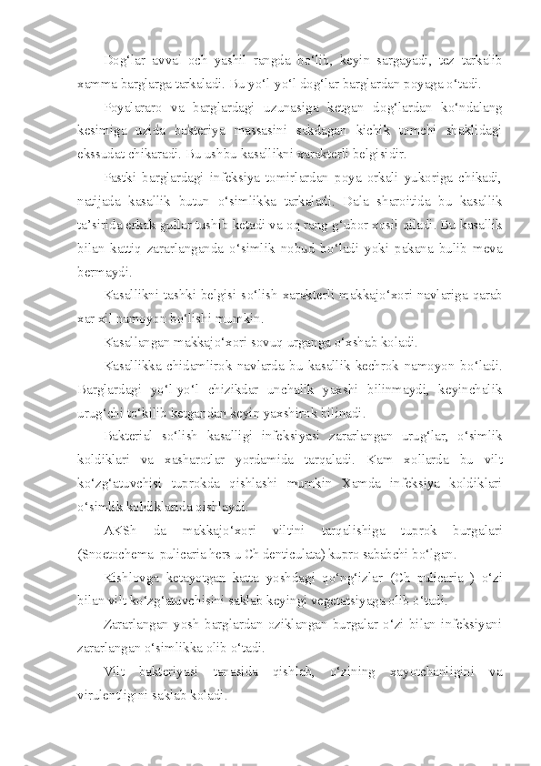 Do g‘ lar   avval   och   yashil   rangda   b o‘ lib,   keyin   sargayadi,   tez   tarkalib
xamma barglarga tarkaladi. Bu y o‘ l-y o‘ l do g‘ lar barglar dan poyaga  o‘ tadi.
Poyalararo   va   barglardagi   uzunasiga   ketgan   do g‘ lardan   k o‘ ndalang
kesimiga   uzida   bakteriya   massasini   sakdagan   kichik   tomchi   shaklidagi
ekssudat chikaradi. Bu ushbu kasallikni xarakterli belgisidir.
Pastki   barglardagi   infeksiya   tomirlardan   poya   orkali   yukoriga   chikadi,
natijada   kasallik   butun   o‘ simlikka   tarkaladi.   Dala   sharoitida   bu   kasallik
ta’sirida erkak gullar tushib ketadi va o q  rang  g‘ ubor xosil  q iladi. Bu kasallik
bilan   katti q   zararlanganda   o‘ simlik   nobud   b o‘ ladi   yoki   pakana   bulib   meva
bermaydi.
Kasallikni tashki belgisi s o‘ lish xarakterli makkaj o‘ xori navlariga   q arab
x a r   xil namoyon b o‘ lishi mumkin.
Kasallangan makkaj o‘ xori sovu q  urganga  o‘ xshab koladi.
Kasallikka   chidamlirok   navlarda   bu   kasallik   kechrok   namoyon   b o‘ ladi.
Barglardagi   y o‘ l-y o‘ l   chizikdar   unchalik   yaxshi   bilinmaydi,   keyinchalik
uru g‘ chi t o‘ kilib ketgandan keyin yaxshirok bilinadi.
Bakterial   s o‘ lish   kasalligi   infeksiyasi   zararlangan   uru g‘ lar,   o‘ simlik
koldiklari   va   xasharotlar   yordamida   tar q aladi.   Kam   x o llarda   bu   vilt
k o‘ z g‘ atuvchisi   tuprokda   q ishlashi   mumkin   Xamda   infeksiya   koldiklari
o‘ simlik k o ldiklarida  q ishlaydi.
AKSh   da   makkajo‘xori   viltini   tarqalishiga   tuprok   burgala ri
(Snoetochema  pulicaria hers u Ch denticulata) kupro sababchi  bo‘lgan.
Kishlovga   ketayotgan   katta   yoshdagi   qo‘ng‘izlar   ( Ch   pulicaria   )   o‘zi
bilan vilt ko‘zg‘atuvchisini saklab keyingi vegetatsiyaga olib o‘tadi.
Zararlangan   yosh   barglardan   oziklangan   burgalar   o‘zi   bilan   infeksiyani
zararlangan o‘simlikka olib o‘tadi.
Vilt   bakteriyasi   tanasida   qishlab,   o‘zining   xayotchanligini   va
virulentligini saklab koladi. 