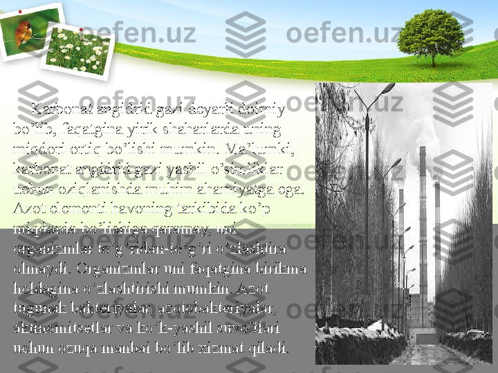       Karbonat angidrid gazi deyarli doimiy 
bo’lib, faqatgina yirik shaharlarda uning 
miqdori ortiq bo’lishi mumkin. Ma’lumki, 
karbonat angidrid gazi yashil o’simliklar 
uchun oziqlanishda muhim ahamiyatga ega. 
Azot elementi havoning tarkibida ko’p 
miqdorda bo’lishiga qaramay, uni 
organizmlar to’g’ridan-to’g’ri o’zlashtira 
olmaydi. Organizmlar uni faqatgina birikma 
holdagina o’zlashtirishi mumkin. Azot 
tugunak bakteriyalar, azotobakteriyalar, 
aktinomitsetlar va ko’k-yashil suvo’tlari 
uchun ozuqa manbai bo’lib xizmat qiladi. 