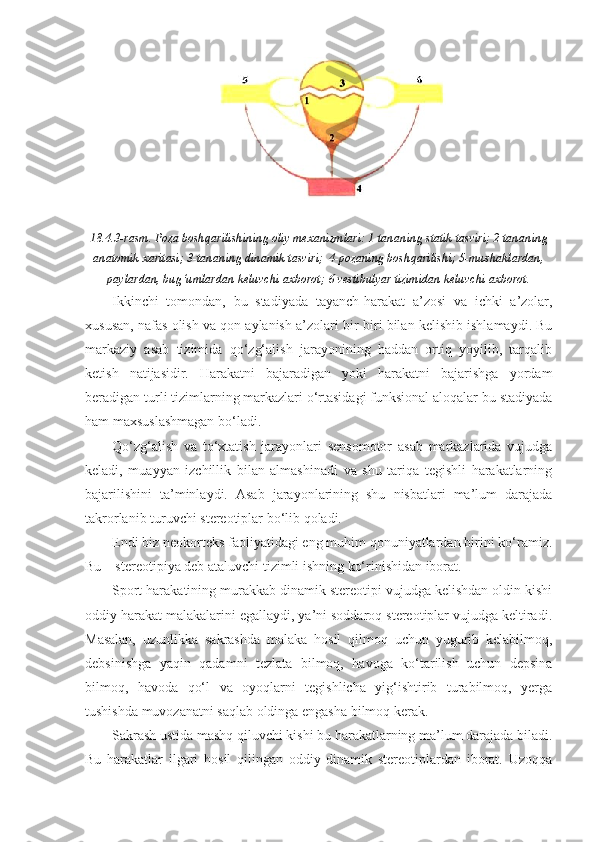 18.4.3- rasm .  Poza   boshqarilishining   oliy   mexanizmlari : 1- tananing   statik   tasviri ; 2- tananing
anatomik   xaritasi ; 3- tananing   dinamik   tasviri ;  4- pozaning   boshqarilishi ; 5- mushaklardan ,
paylardan ,  bug ‘ umlardan   keluvchi   axborot ; 6- vestibulyar   tizimidan   keluvchi   axborot .
Ikkinchi   tomondan ,   bu   stadiyada   tayanch - harakat   a ’ zosi   va   ichki   a ’ zolar ,
xususan ,  nafas   olish   va   qon   aylanish   a ’ zolari   bir - biri   bilan   kelishib   ishlamaydi .  Bu
markaziy   asab   tizimida   qo‘zg‘alish   jarayonining   haddan   ortiq   yoyilib,   tarqalib
ketish   natijasidir.   Harakatni   bajaradigan   yoki   harakatni   bajarishga   yordam
beradigan turli tizimlarning markazlari o‘rtasidagi funksional aloqalar bu stadiyada
ham maxsuslashmagan bo‘ladi. 
Qo‘zg‘alish   va   to‘xtatish   jarayonlari   sensomotor   asab   markazlarida   vujudga
keladi,   muayyan   izchillik   bilan   almashinadi   va   shu   tariqa   tegishli   harakatlarning
bajarilishini   ta’minlaydi.   Asab   jarayonlarining   shu   nisbatlari   ma’lum   darajada
takrorlanib turuvchi stereotiplar bo‘lib qoladi. 
Endi biz neokorteks faoliyatidagi eng muhim qonuniyatlardan birini ko‘ramiz.
Bu – stereotipiya deb ataluvchi tizimli ishning ko‘rinishidan iborat.
Sport harakatining murakkab dinamik stereotipi vujudga kelishdan oldin kishi
oddiy harakat malakalarini egallaydi, ya’ni soddaroq stereotiplar vujudga keltiradi.
Masalan,   uzunlikka   sakrashda   malaka   hosil   qilmoq   uchun   yugurib   kelabilmoq,
debsinishga   yaqin   qadamni   tezlata   bilmoq,   havoga   ko‘tarilish   uchun   depsina
bilmoq,   havoda   qo‘l   va   oyoqlarni   tegishlicha   yig‘ishtirib   turabilmoq,   yerga
tushishda muvozanatni saqlab oldinga engasha bilmoq kerak. 
Sakrash ustida mashq qiluvchi kishi bu harakatlarning ma’lum darajada biladi.
Bu   harakatlar   ilgari   hosil   qilingan   oddiy   dinamik   stereotiplardan   iborat.   Uzoqqa 