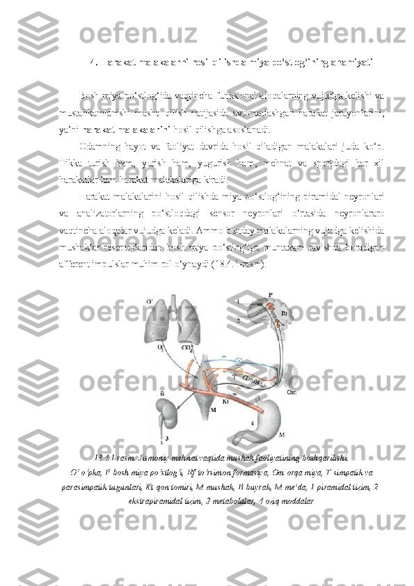 4. Harakat malakalarni hosil qilishda miya po‘stlog‘ining ahamiyati
Bosh miya po‘stlog‘ida vaqtincha funksional aloqalarning vujudga kelishi va
mustahkamlanishi   mashq   qilish   natijasida   avtomatlashgan   harakat   jarayonlarini,
ya’ni  harakat malakalarini  hosil qilishga asoslanadi.
Odamning   hayot   va   faoliyat   davrida   hosil   qiladigan   malakalari   juda   ko‘p.
Tikka   turish   ham,   yurish   ham,   yugurish   ham,   mehnat   va   sportdagi   har   xil
harakatlar ham harakat malakalariga kiradi.
Harakat   malakalarini   hosil  qilishda  miya  po‘stlog‘ining  piramidal  neyronlari
va   analizatorlarning   po‘stloqdagi   sensor   neyronlari   o‘rtasida   neyronlararo
vaqtincha aloqalar vujudga keladi. Ammo bunday malakalarning vujudga kelishida
mushaklar   reseptorlaridan   bosh   miya   po‘stlog‘iga   muntazam   ravishda   boradigan
afferent impulslar muhim rol o‘ynaydi (18.4.1-rasm).
18.4.1 -rasm. Jismoniy mehnat vaqtida mushak faoliyatining boshqarilishi.
O‘-o‘pka, P-bosh miya po‘stlog‘i, Rf-to‘rsimon formasiya, Om-orqa miya, T-simpatik va
parasimpatik tugunlari, Kt-qon tomiri, M-mushak, B-buyrak, M-me’da, 1-piramidal tizim, 2-
ekstrapiramidal tizim, 3-metabolitlar, 4-oziq moddalar 