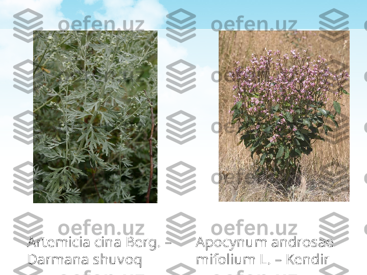 Artemicia cina Berg. – 
Darmana shuvoq Apocynum androsae 
mifolium L. – Kendir 