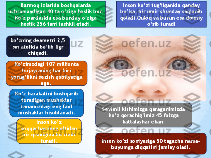 * a* hBarmoq izlarida boshqalarda 
uchramaydigan 40 ta o’ziga hoslik bor. 
Ko’z pardasida esa bunday o’ziga 
hoslik 256 tani tashkil etadi . Inson ko’zi tug’ilganida qanday 
bo’lsa, bir umir shunday saqlanib 
qoladi.Quloq va burun esa doimiy 
o’sib turadi
ko’zning deametri 2,5 
sm atofida bo’lib 8gr 
chiqadi.
Ko’zimzdagi 107 millionta 
hujayraning har biri 
yorug’likni sezish qobilyatiga 
ega. 
Ko’z harakatini boshqarib 
turadigan mushaklar 
tanamizdagi eng faol 
mushaklar hisoblanadi .
Inson ko’z 
soqqachasining oltidan 
bir qismigina ko’rinib 
turadi. Sevimli kishimizga qaraganimizda 
ko’z qorachig’imiz 45 foizga 
kattalashar ekan.
Inson ko’zi soniyasiga 50 tagacha narsa-
buyumga diqqatini jamlay oladi. 