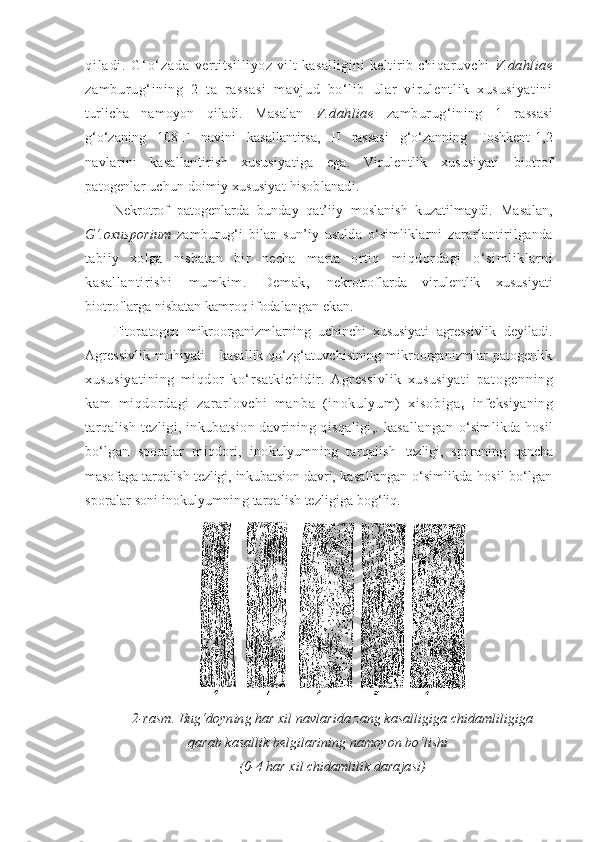 q i l a d i .   G ‘ o ‘ z a d a   vertitsilliyoz vilt kasalligini  keltirib chiqaruvchi   V.dahliae
zambur ug‘ ining   2   ta   rassasi   m avjud   bo‘li b   ul ar   vi rul entl ik   xususiyat ini
turlicha   namoyon   qiladi.   Masalan   V.dahliae   zamburug‘ining   1   rassasi
g‘o‘zaning   108-F   navini   kasallantirsa,   II   rassasi   g‘o‘zanning   Toshkent-1,2
navlarini   kasallantirish   xususiyatiga   ega.   Virulentlik   xususiyati   biotrof
patogenlar uchun doimiy xususiyat hisoblanadi.
Nekrotrof   patogenlarda   bunday   qat’iiy   moslanish   kuzatilmaydi.   Masalan,
G‘.oxusporium   zamburug‘i   bilan   sun’iy   usulda   o‘simliklarni   zararlantirilganda
tabiiy   xolga   nisbatan   bir   necha   marta   ortiq   miqdordagi   o‘simliklarni
kasallantirishi   mumkim.   Demak,   nekrotroflarda   virulentlik   xususiyati
biotroflarga nisbatan kamroq  ifodalangan ekan.
Fitopatogen   mikroorganizmlarning   uchinchi   xususiyati   agressivlik   deyiladi.
Agressivlik   mohiyati   -  kasallik  qo‘zg‘atuvchisining  mikroorganizmlar   patogenlik
xususiyatining   miqdor   ko‘rsatkichidir.   Agressivlik   xususiyati   pat ogenni ng
kam   m i qdor dagi   zar ar l ovchi   m anba   (i nokul yum )   xi sobi ga ,   infeksiyaning
tarqalish tezligi, inkubatsion davrining qisqaligi,. kasallangan   o‘simlikda hosil
bo‘lgan   sporalar   miqdori,   inokulyumning   tarqalish   tezligi,   sporaning   qancha
masofaga tarqalish tezligi, inkubatsion davri,  kasallangan o‘simlikda hosil bo‘lgan
sporalar   soni inokulyumning  tarqalish tezligiga bog‘liq.
2-rasm. Bug‘doyning har xil navlarida zang kasalligiga chidamliligiga
qarab kasallik belgilarining namoyon bo‘lishi
(0-4 har xil chidamlilik darajasi) 