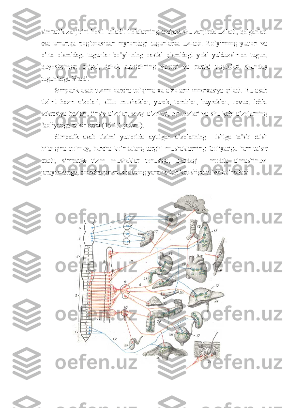 simpatik zanjirini hosil  qiladi. Tolalarning anchasi shu zanjirda uziladi, qolganlari
esa   umurtqa   pog’onasidan   niyrondagi   tugunlarda   uziladi.   Bo’yinning   yuqori   va
o’rta   qismidagi   tugunlar   bo’yinning   pastki   qismidagi   yoki   yulduzsimon   tugun,
quyoshsimon   chigal,   ichak   tutqichning   yuqori   va   pastki   tugunlari   shunday
tugunlarga kiradi. 
Simpatik asab tizimi barcha to’qima va a’zolarni innervasiya qiladi. Bu asab
tizimi   hazm   a’zolari,   silliq   mushaklar,   yurak,   tomirlar,   buyraklar,   qovuq,   ichki
sekresiya bezlari, jinsiy a’zolar, sezgi a’zolari, ter bezlari va shu kabi a’zolarning
faoliyatiga ta’sir etadi (15.1.1-jadval).
Simpatik   asab   tizimi   yuqorida   aytilgan   a’zolarning     ishiga   ta’sir   etish
bilangina  qolmay,  barcha  ko’ndalang-targ’il  mushaklarning   faoliyatiga  ham  ta’sir
etadi;   simpatik   tizim   mushaklar   tonusiga,   ulardagi     modda   almashinuvi
jarayonlariga, charchagan mushakning yana ishlab ketishiga ta’sir ko’rsatadi 