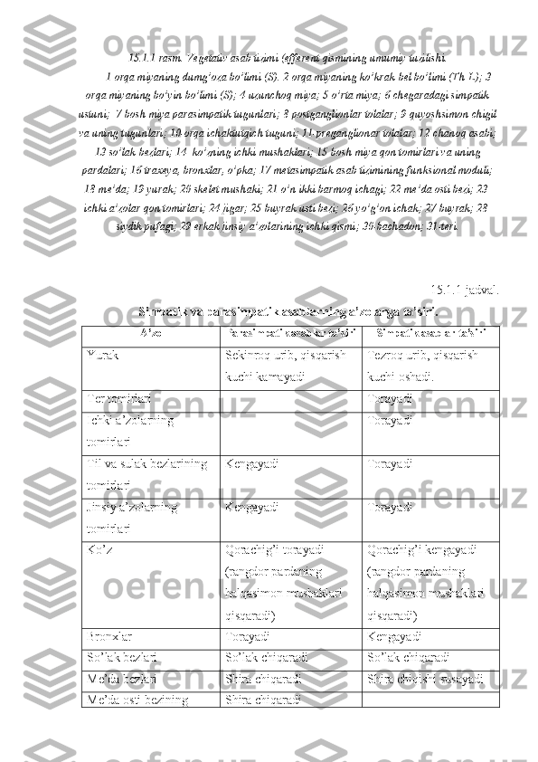 15.1.1-rasm. Vegetativ asab tizimi (efferent qismining umumiy tuzilishi.
1-orqa miyaning dumg’oza bo’limi (S). 2-orqa miyaning ko’krak-bel bo’limi (Th-L); 3-
orqa miyaning bo’yin bo’limi (S); 4-uzunchoq miya; 5-o’rta miya; 6-chegaradagi simpatik
ustuni;  7-bosh miya parasimpatik tugunlari; 8-postganglionlar tolalar; 9-quyoshsimon chigil
va uning tugunlari; 10-orqa ichaktutqich tuguni; 11-preganglionar tolalar; 12-chanoq asabi;
13-so’lak bezlari; 14- ko’zning ichki mushaklari; 15-bosh miya qon tomirlari va uning
pardalari; 16-traxeya, bronxlar, o’pka; 17-metasimpatik asab tizimining funksional moduli;
18-me’da; 19-yurak; 20-skelet mushaki; 21-o’n ikki barmoq ichagi; 22-me’da osti bezi; 23-
ichki a’zolar qon tomirlari; 24-jigar; 25-buyrak usti bezi; 26-yo’g’on ichak; 27-buyrak; 28-
siydik pufagi; 29-erkak jinsiy a’zolarining ichki qismi; 30-bachadon; 31-teri .
15.1.1-jadval.
Simpatik va parasimpatik asablarning a’zolarga ta’siri.
A’zo Parasimpatik asablar ta’siri Simpatik asablar ta’siri
Yurak Sekinroq urib, qisqarish 
kuchi kamayadi Tezroq urib, qisqarish 
kuchi oshadi.
Ter tomirlari Torayadi
Ichki a’zolarning 
tomirlari  Torayadi
Til va sulak bezlarining 
tomirlari  Kengayadi  Torayadi
Jinsiy a’zolarning 
tomirlari Kengayadi Torayadi
Ko’z Qorachig’i torayadi 
(rangdor pardaning 
halqasimon mushaklari 
qisqaradi) Qorachig’i kengayadi 
(rangdor pardaning 
halqasimon mushaklari 
qisqaradi)
Bronxlar Torayadi  Kengayadi 
So’lak bezlari So’lak chiqaradi So’lak chiqaradi
Me’da bezlari  Shira chiqaradi Shira chiqishi susayadi
Me’da osti bezining  Shira chiqaradi - 