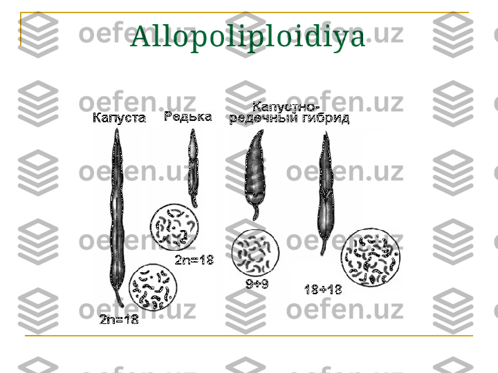 Allopoliploidiya 