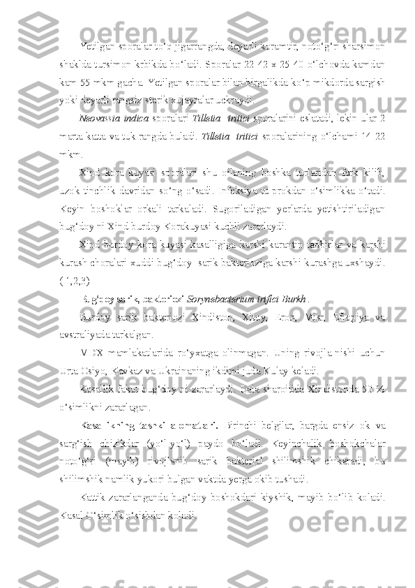 Yetilgan sporalar t o‘q  jigarrangda, deyarli koramtir, not o‘g‘ ri sharsimon
shaklda tursimon krbikda b o‘ ladi. Sporalar 22-42 x 25-40   o‘ lchovda kamdan
kam 55 mkm gacha. Yetilgan sporalar bilan birgalikda k o‘ p mikdorda sargish
yoki deyarli rangsiz sterik xujayralar uchraydi.
Neovassia   indica   sporalari   Tilletia     tritici   sporalarini eslata di, lekin ular 2
marta katta va tuk rangda buladi.   Tilletia     tritici   sporalarining   o‘ lchami 14-22
mkm.
Xind   kora   kuyasi   sporalari   shu   oilaning   boshka   turlaridan   fark   kilib,
uzok  tinchlik  davridan  s o‘ ng   o‘ sadi. Infeksiya  tu-prokdan   o‘ simlikka   o‘ tadi.
Keyin   boshoklar   orkali   tarkaladi.   Sugoriladigan   yerlarda   yetishtiriladigan
bug‘doy ni Xind burdoy Korakuyasi kuchli zararlaydi.
Xind   burdoy   kora   kuyasi   kasalligiga   karshi   karantin   tad birlar   va   karshi
kurash choralari xuddi bug‘doy  sarik bakterioziga karshi kurashga uxshaydi.
( 1,2,3)
Bug‘doy sarik, bakteriozi   So rynebacterium   trifici   Burkh  .
Burdoy   sarik   bakteriozi   Xindiston,   Xitoy,   Eron,   Misr,   Efiopiya   va
avstraliyada tarkalgan.
MDX   mamlakatlarida   r o‘ yxatga   olinmagan.   Uning   rivojla-nishi   uchun
Urta Osiyo, Kavkaz va Ukrainaning ikdimi juda Kulay keladi.
Kasallik fakat bug‘doy ni zararlaydi. Dala sharoitida Xindistonda 50 %
o‘ simlikni zararlagan.
Kasallikning   tashki   alomatlari.   Birinchi   belgilar,   bargda   ensiz   ok   va
sar g‘ ish   chizikdar   (y o‘ l-y o‘ l)   paydo   b o‘ ladi.   Keyinchalik   boshokchalar
not o‘g‘ ri   (mayib)   rivojlanib   sarik   bakterial   shilimshik   chikaradi,   bu
shilimshik namlik yukori bulgan vaktda yerga okib tushadi.
Kattik   zararlanganda   bu g‘d oy   boshokdari   kiyshik,   mayib   b o‘ lib   koladi.
Kasal  O‘ simlik  o‘ sishdan koladi. 