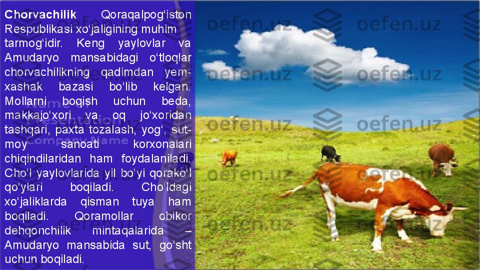 Chorvach i l i k  Qoraqalpog ‘is ton 
Respubl i kas i  xo‘jal i g i n i ng muh i m 
tarmog‘ i d i r.  Keng  yaylovlar  va 
Amudaryo  mansab i dag i   o‘tloqlar 
chorvach ili kn i ng  qad i mdan  yem-
xashak  bazas i   bo‘ li b  kelgan. 
Mollarn i   boq i sh  uchun  beda, 
makkajo‘xor i   va  oq  jo‘xor i dan 
tashqar i ,  paxta  tozalash,  yog‘,  sut-
moy  sanoat i   korxonalar i  
ch i q in d i lar i dan  ham  foydalan i lad i . 
Cho‘l  yaylovlar i da  y i l  bo‘y i   qorako‘l 
qo‘ylar i   boq i lad i .  Cho‘ldag i 
xo‘jal i klarda  q i sman  tuya  ham 
boq i lad i .  Qoramollar  ob i kor  
dehqonch i l i k  m i ntaqalar i da  – 
Amudaryo  mansab i da  sut,  go‘sht 
uchun boq i lad i.  