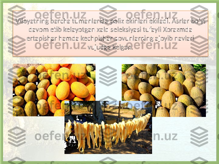 Viloyatning barcha tumanlarida poliz ekinlari ekiladi.   Asrlar bo‘yi 
davom etib kelayotgan xalq seleksiyasi tufayli Xorazmda 
ertapishar hamda kechpishar qovunlarning ajoyib navlari 
vujudga kelgan.   