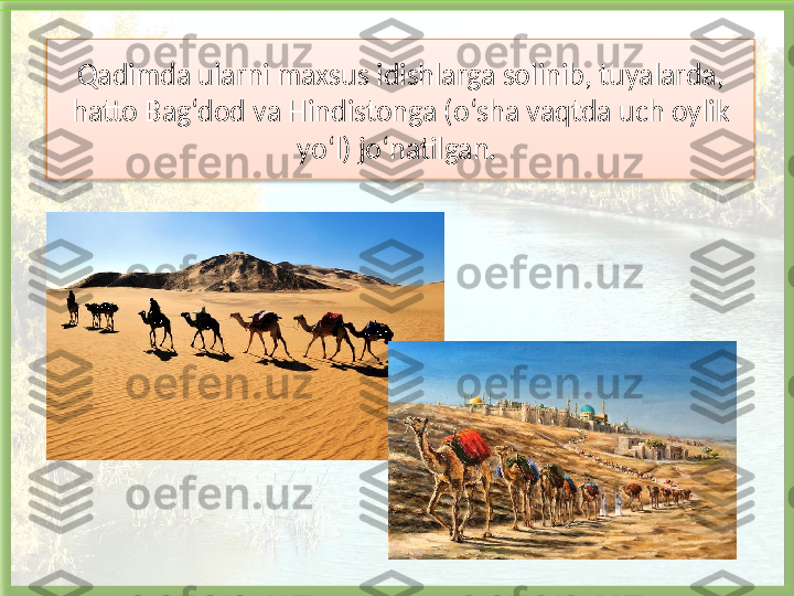 Qadimda ularni maxsus idishlarga solinib, tuyalarda, 
hatto Bag‘dod va Hindistonga (o‘sha vaqtda uch oylik 
yo‘l) jo‘natilgan.    