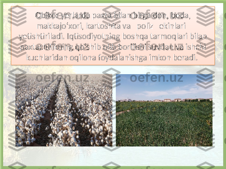 Obikor yerlarda paxta bilan birga don, beda, 
makkajo‘xori, kartoshka va   poliz   ekinlari   
yetishtiriladi. Iqtisodiyot n ing boshqa tarmoqlari bilan 
paxtachilikning qo‘shib olib borilishi suvdan va ishchi 
kuchlaridan oqilona foydalanishga imkon beradi.    