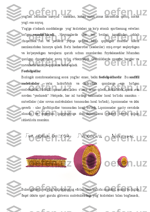 yog'lari.   Istisnolar   mavjud   -   masalan,   kakao   moyi   xona   haroratida   qattiq,   norka
yog'i esa suyuq.
Yog'ga   o'xshash   moddalarga       yog'   kislotalari   va   ko'p   atomli   spirtlarning   esterlari
bo'lgan   mumlar   kiradi .   Hayvonlarda   ular   teri   bezlari   tomonidan   ishlab
chiqariladi.   Jun   va   patlarni   yupqa   qatlam   bilan   qoplagan   mumlar   ularni
namlanishdan   himoya   qiladi.   Ba'zi   hasharotlar   (asalarilar)   oziq-ovqat   saqlaydigan
va   ko'payadigan   taroqlarni   qurish   uchun   mumlardan   foydalanadilar.   Mumdan
qurilgan   chuqurchalar   suvni   to'liq   o'tkazmaydi.   O'simliklarda   mumlar   barglar   va
mevalarda himoya qoplama hosil qiladi.  
Fosfolipidlar
Biologik   membranalarning   asosi   yog'lar   emas,   balki   fosfolipidlardir   .   Bu   amfifil
molekulalar   ,   ya'ni   hidrofobik   va   hidrofilik   qismlarga   ega   bo'lgan
molekulalar.   Hidrofil   qismi   suv   bilan   o'zaro   ta'sir   qiladi,   hidrofobik   qismi   esa
suvdan   "yashiradi".   Natijada,   har   xil   turdagi   tuzilmalar   hosil   bo'lishi   mumkin   -
mitsellalar (ular  sovun molekulalari  tomonidan hosil  bo'ladi), lipozomalar  va ikki
qavatli   -   ular   fosfolipidlar   tomonidan   hosil   bo'ladi.   Lipozomalar   sun'iy   ravishda
olinishi   va   organizm   hujayralariga   dori-darmonlarni   etkazib   berish   uchun
ishlatilishi mumkin.
Bular glitserin va yog 'kislotalarining efirlari ham bo'lishi mumkin, ammo bu holda
faqat   ikkita   spirt   guruhi   glitserin   molekulasidagi   yog'   kislotalari   bilan   bog'lanadi, 