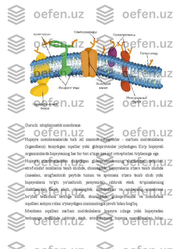 Guruch.   sitoplazmatik membrana
.
Hujayra   membranalarida   turli   xil   maxsus   retseptorlar   -   ma'lum   molekulalarni
(ligandlarni)   taniydigan   oqsillar   yoki   glikoproteinlar   joylashgan.   Ko'p   hujayrali
organizmlarda hujayraning har bir turi o'ziga xos sirt retseptorlari to'plamiga ega.
Hujayra   membranasidan   chiqadigan   glikoproteinlarning   shoxlangan   zanjirlari
atrof-muhit  omillarini  tanib olishda, shuningdek, hujayralarni o'zaro tanib olishda
(masalan,   urug'lantirish   paytida   tuxum   va   spermani   o'zaro   tanib   olish   yoki
hujayralarni   to'g'ri   yo'naltirish   jarayonida)   ishtirok   etadi.   to'qimalarning
shakllanishi).   Tanib   olish,   shuningdek,   molekulalar   va   ionlarning   membrana
bo'ylab   tashishini   tartibga   solish,   shuningdek,   glikoproteinlar   va   membrana
oqsillari antijen rolini o'ynaydigan immunologik javob bilan bog'liq.
Membran   oqsillari   ma'lum   molekulalarni   hujayra   ichiga   yoki   hujayradan
tashqariga   tashishda   ishtirok   etadi,   sitoskeletning   hujayra   membranalari   bilan 